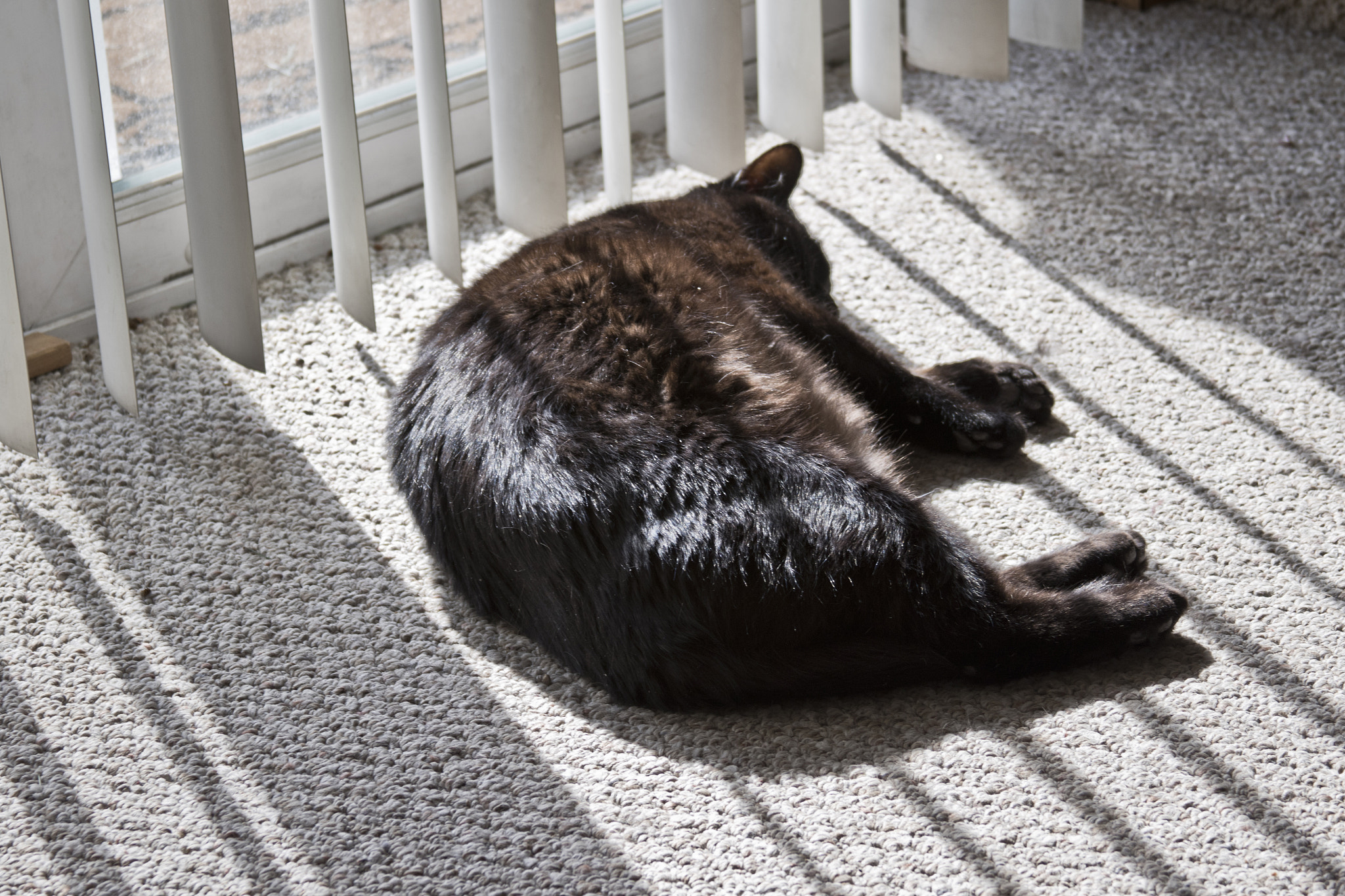 Canon EF 28-135mm F3.5-5.6 IS USM sample photo. Nap time photography