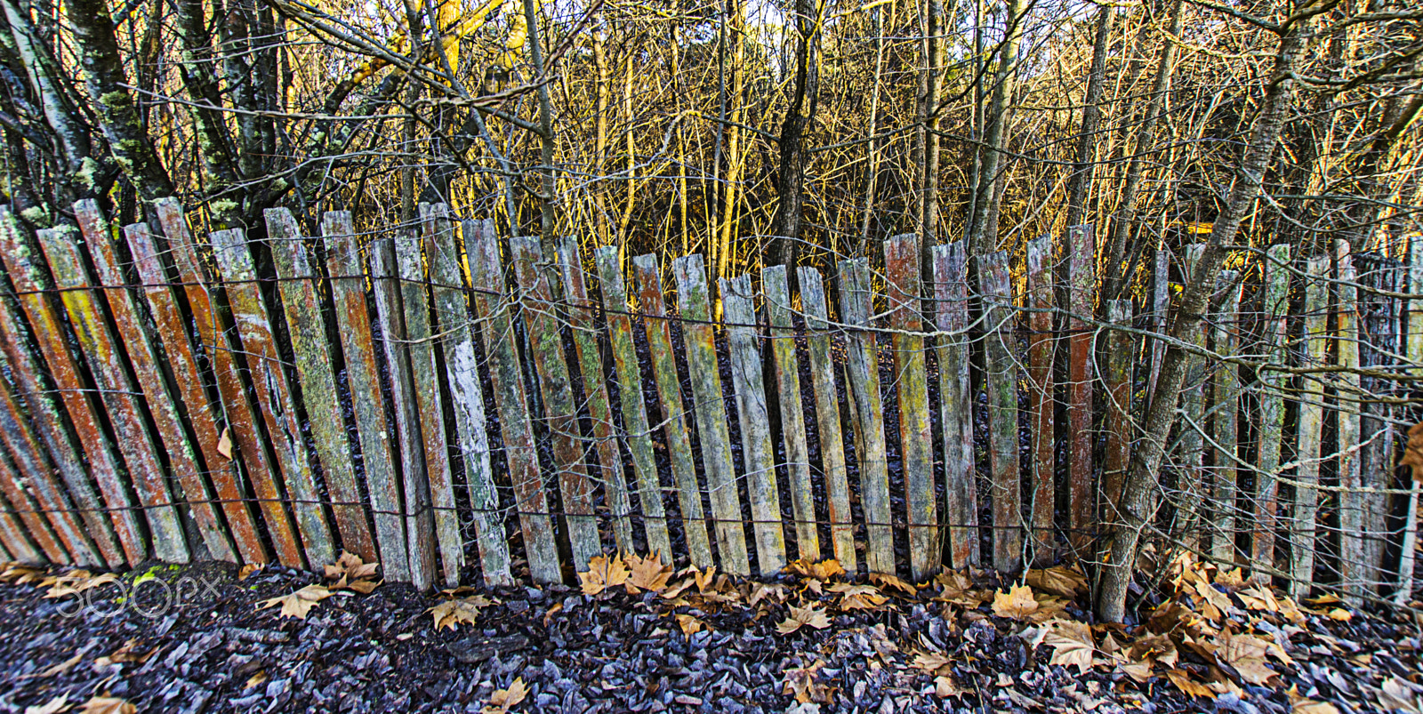 Sigma 10-20mm F3.5 EX DC HSM sample photo. Technicolour fence photography