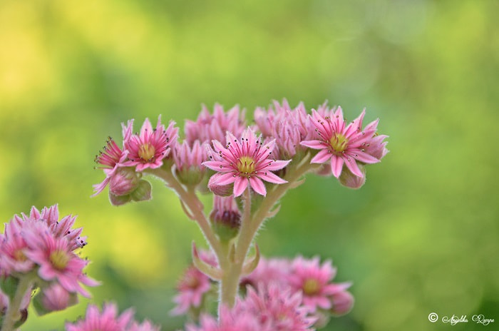 Sigma 18-125mm F3.8-5.6 DC OS HSM sample photo. Think pink photography