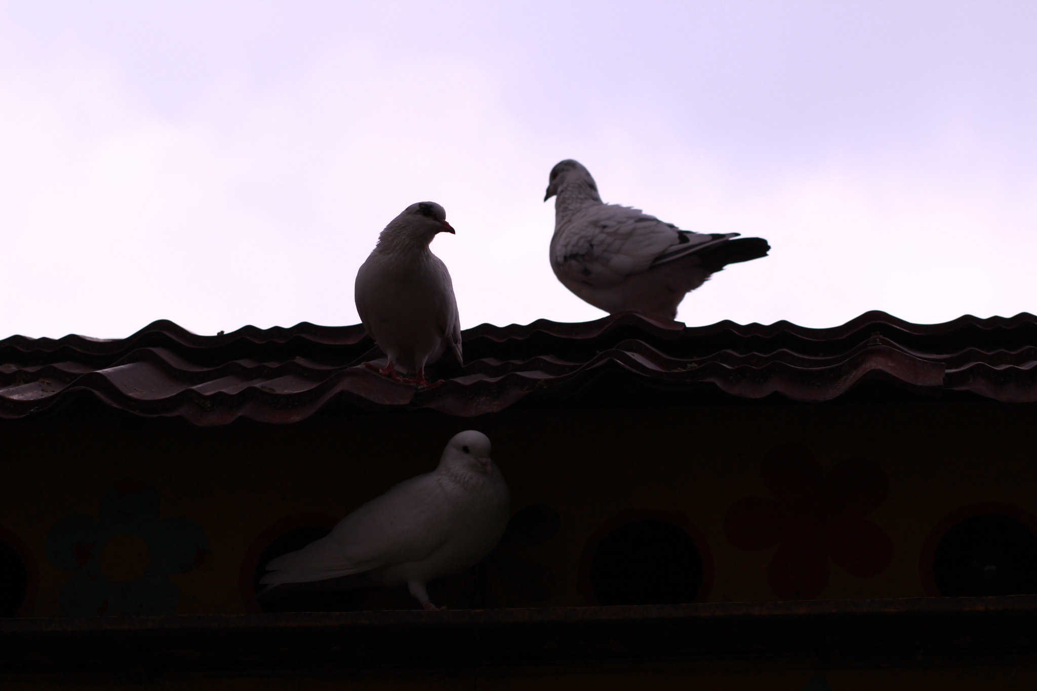 Canon EOS 600D (Rebel EOS T3i / EOS Kiss X5) sample photo. Love photography