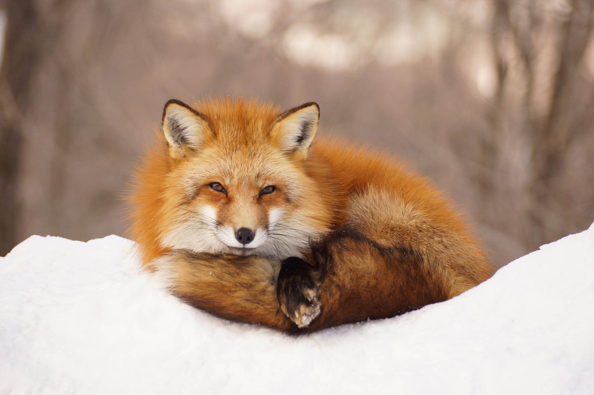 Sony DT 55-300mm F4.5-5.6 SAM sample photo. Fox village in japan. photography