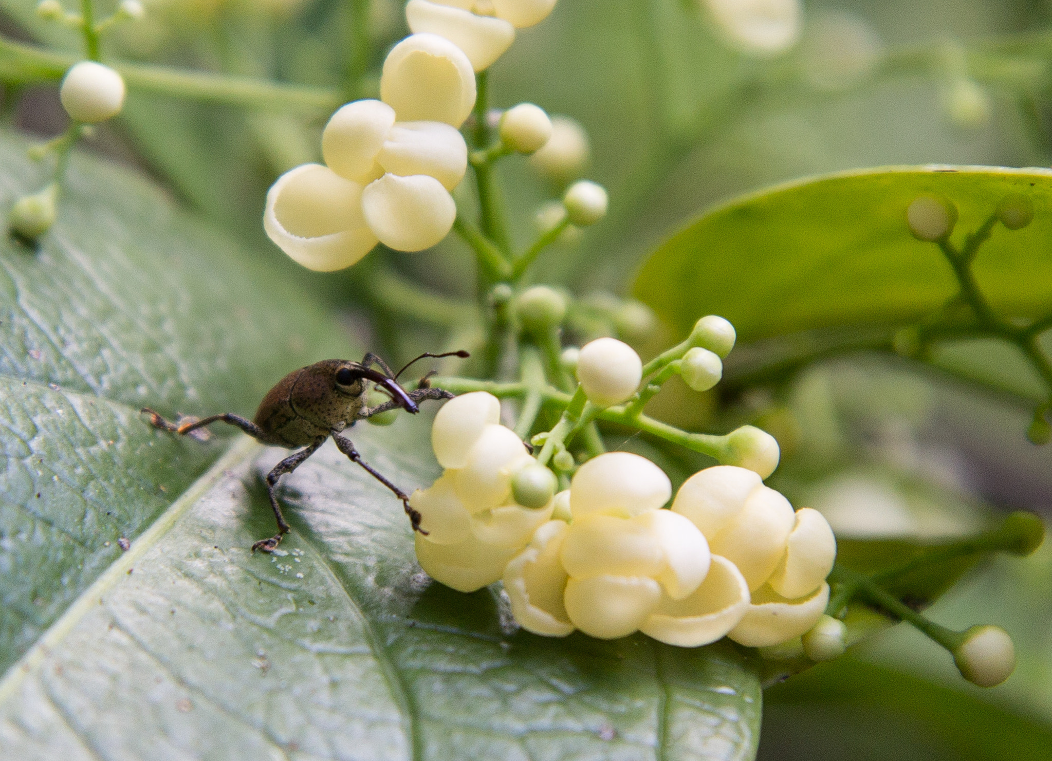 Canon EF-S 17-55mm F2.8 IS USM sample photo. Weevil species, corcovado national park, costa ric photography