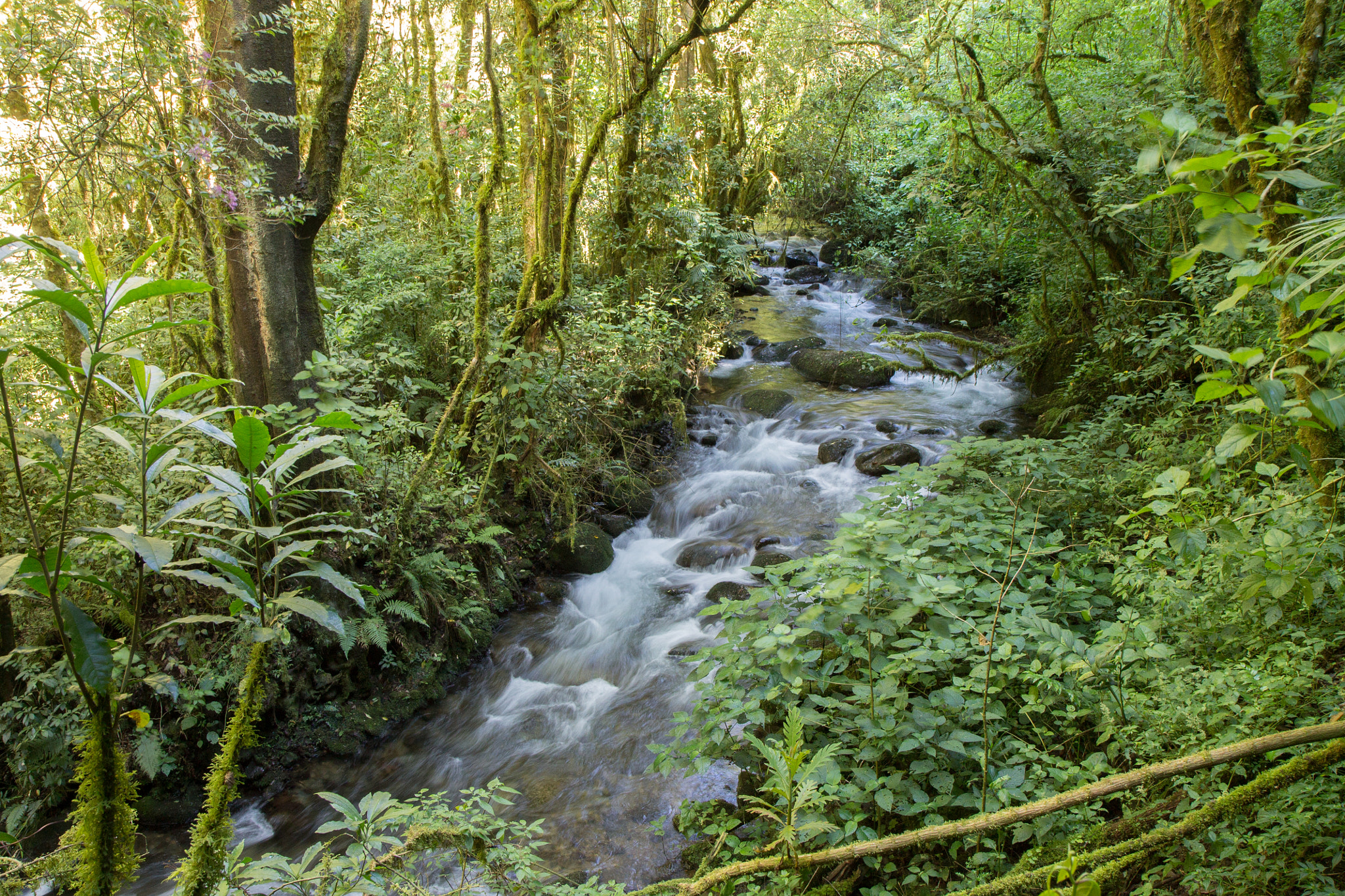 Canon EF-S 17-55mm F2.8 IS USM sample photo. Savegre river at 7,200 feet, costa rica photography