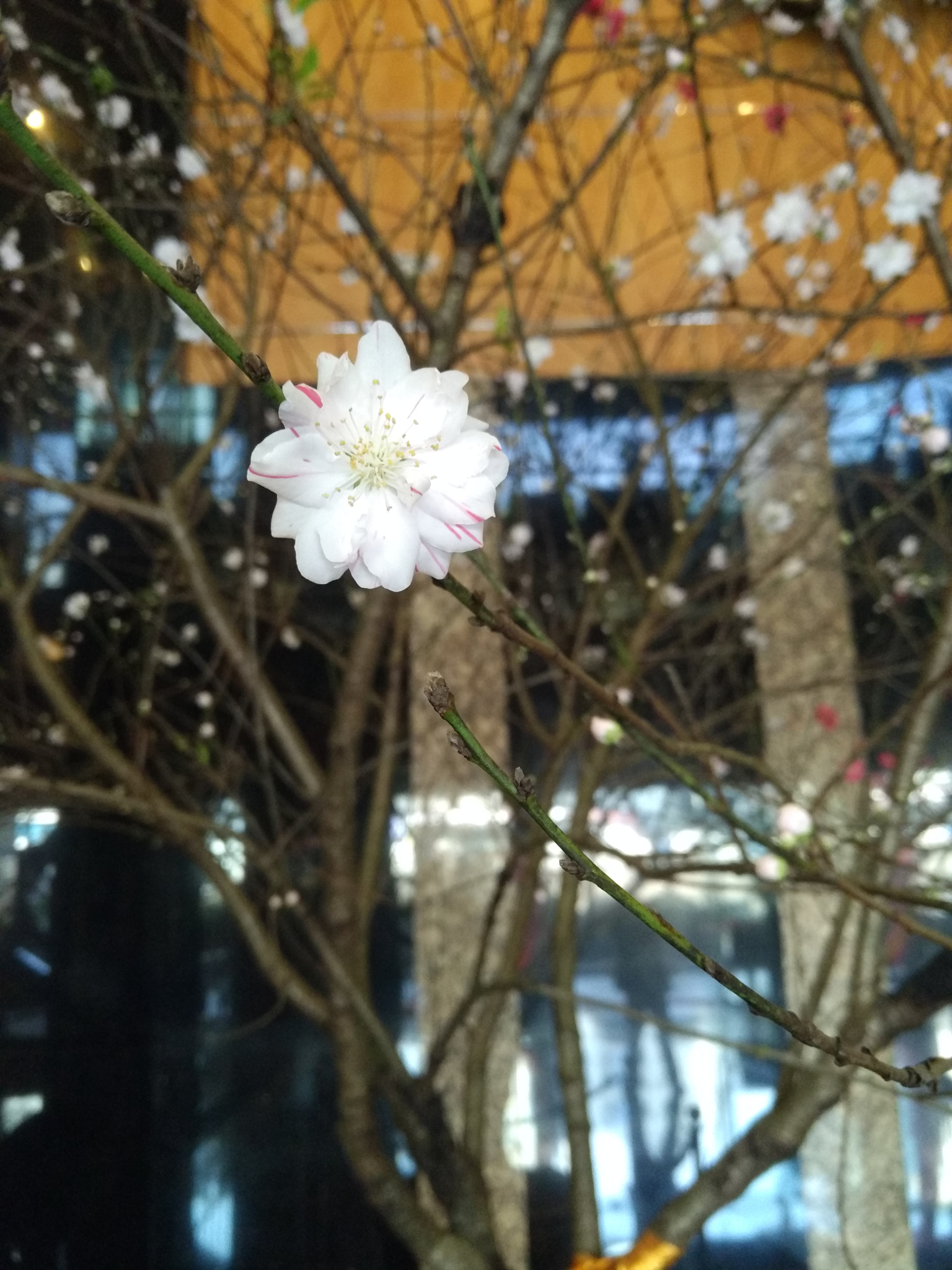 Xiaomi MI NOTE Pro sample photo. W b photography