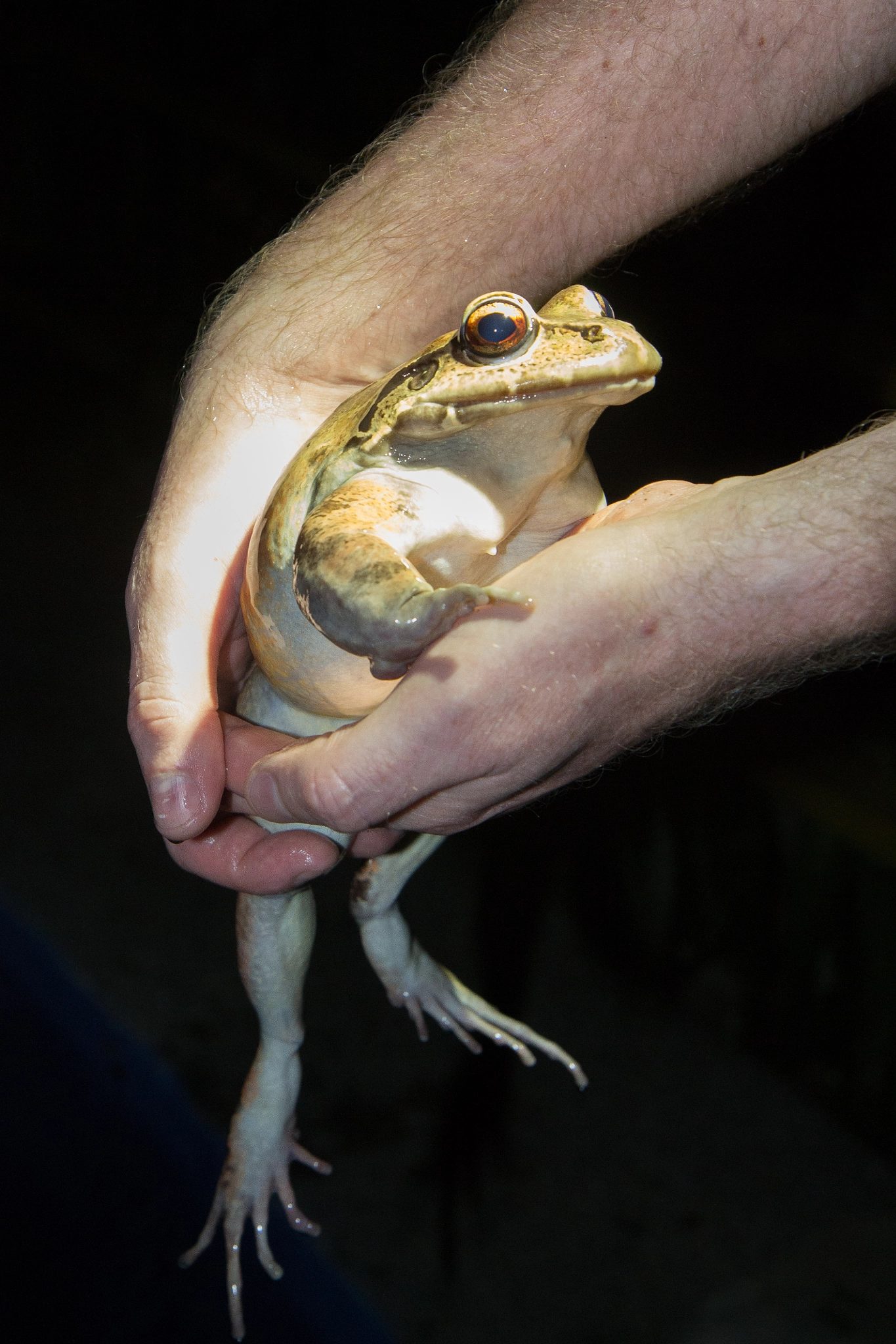 Canon EF-S 17-55mm F2.8 IS USM sample photo. Smoky jungle frog, corcovado np, costa rica photography
