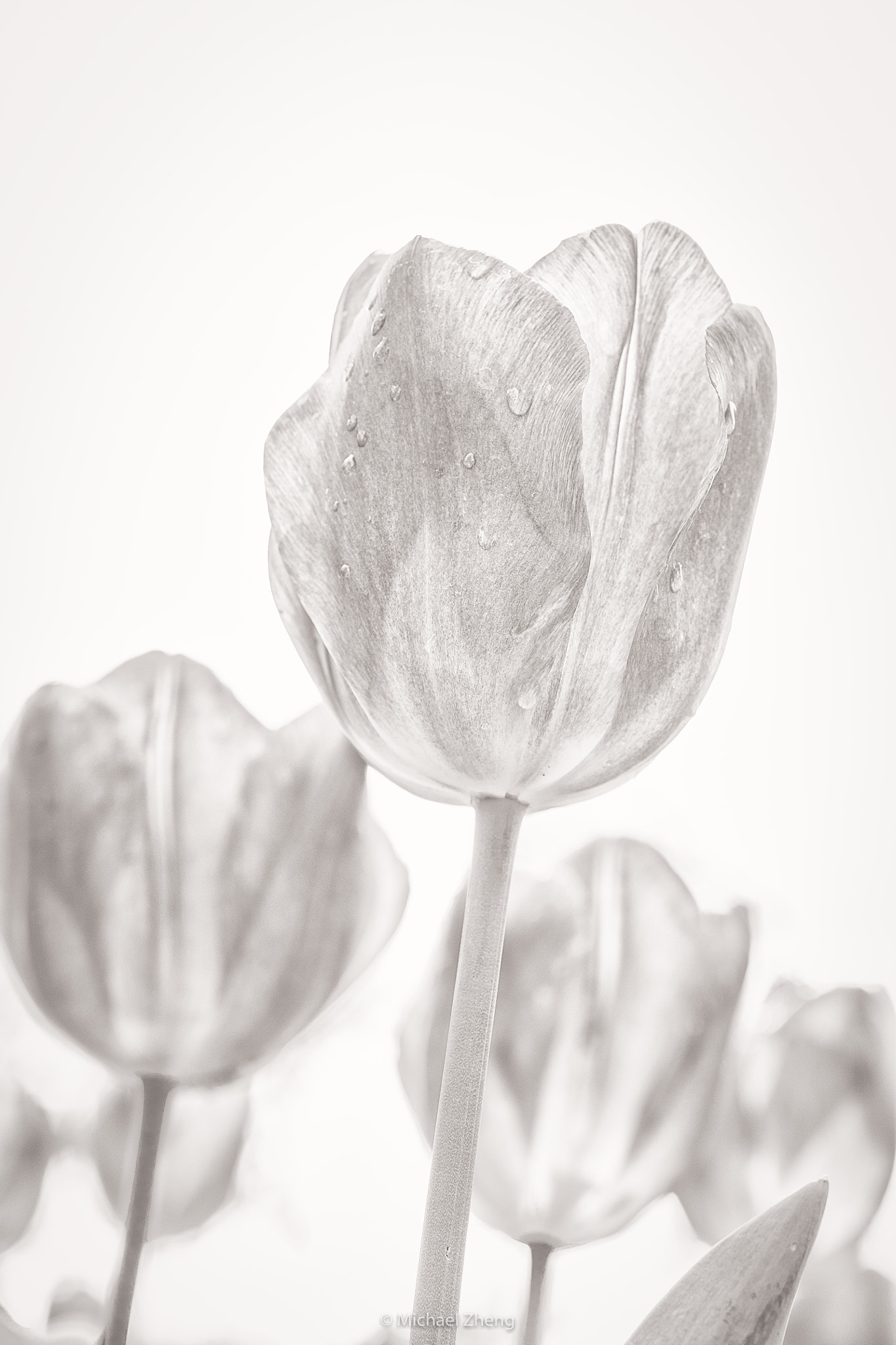 ZEISS Makro-Planar T* 100mm F2 sample photo. Tulips photography