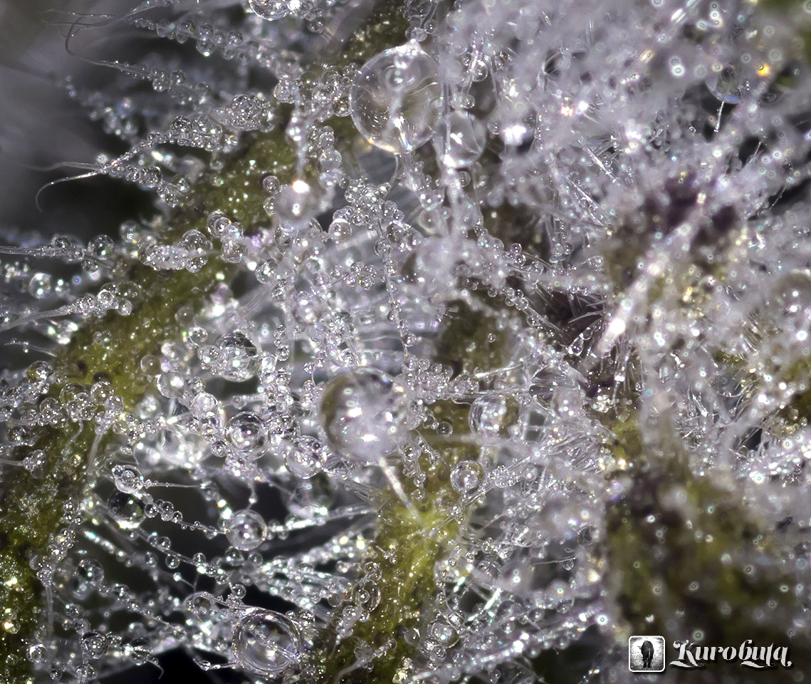 Pentax smc D-FA 100mm F2.8 Macro WR sample photo. Macro of the world photography