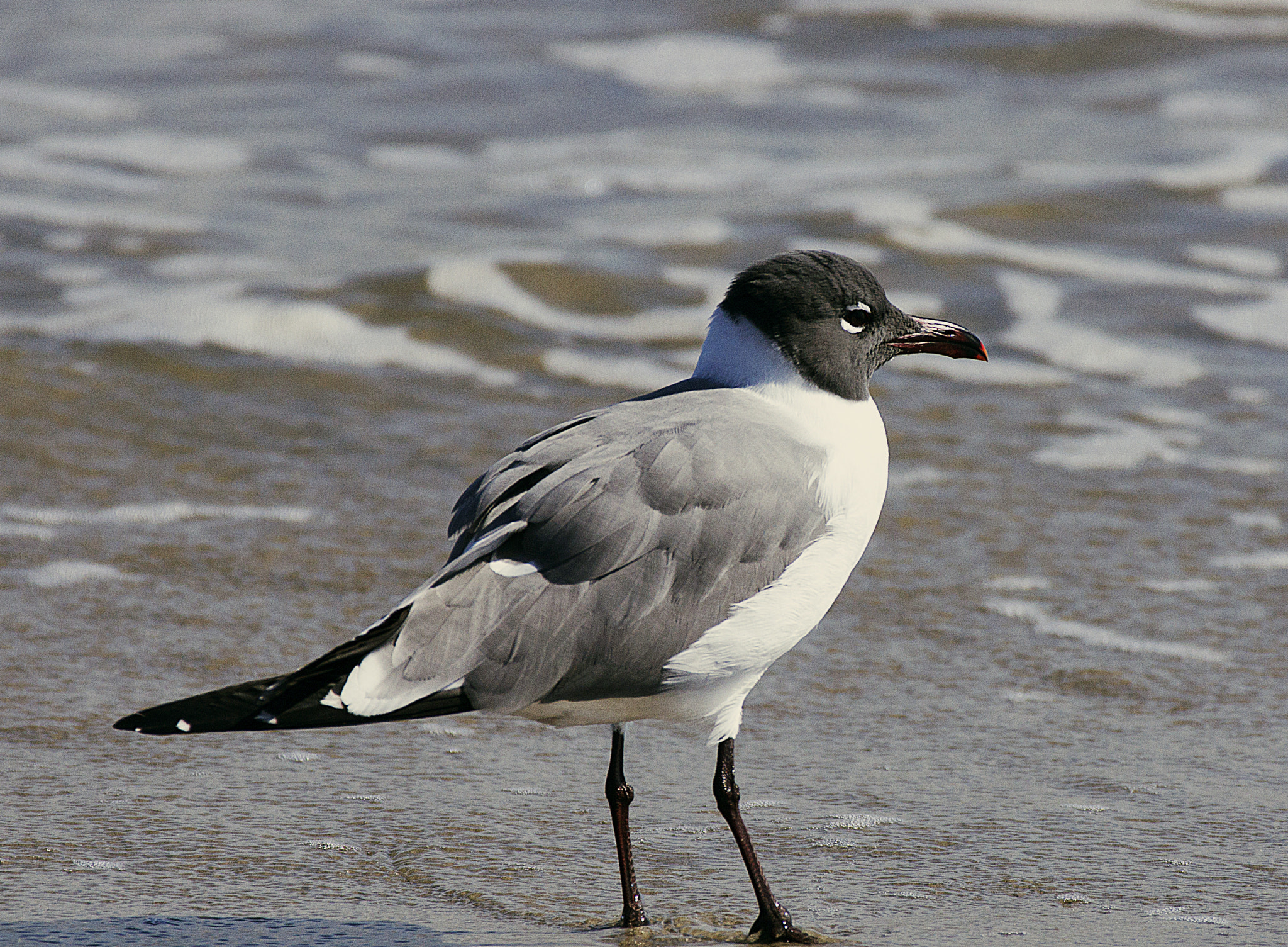 Sony Alpha DSLR-A580 sample photo. Seagull photography