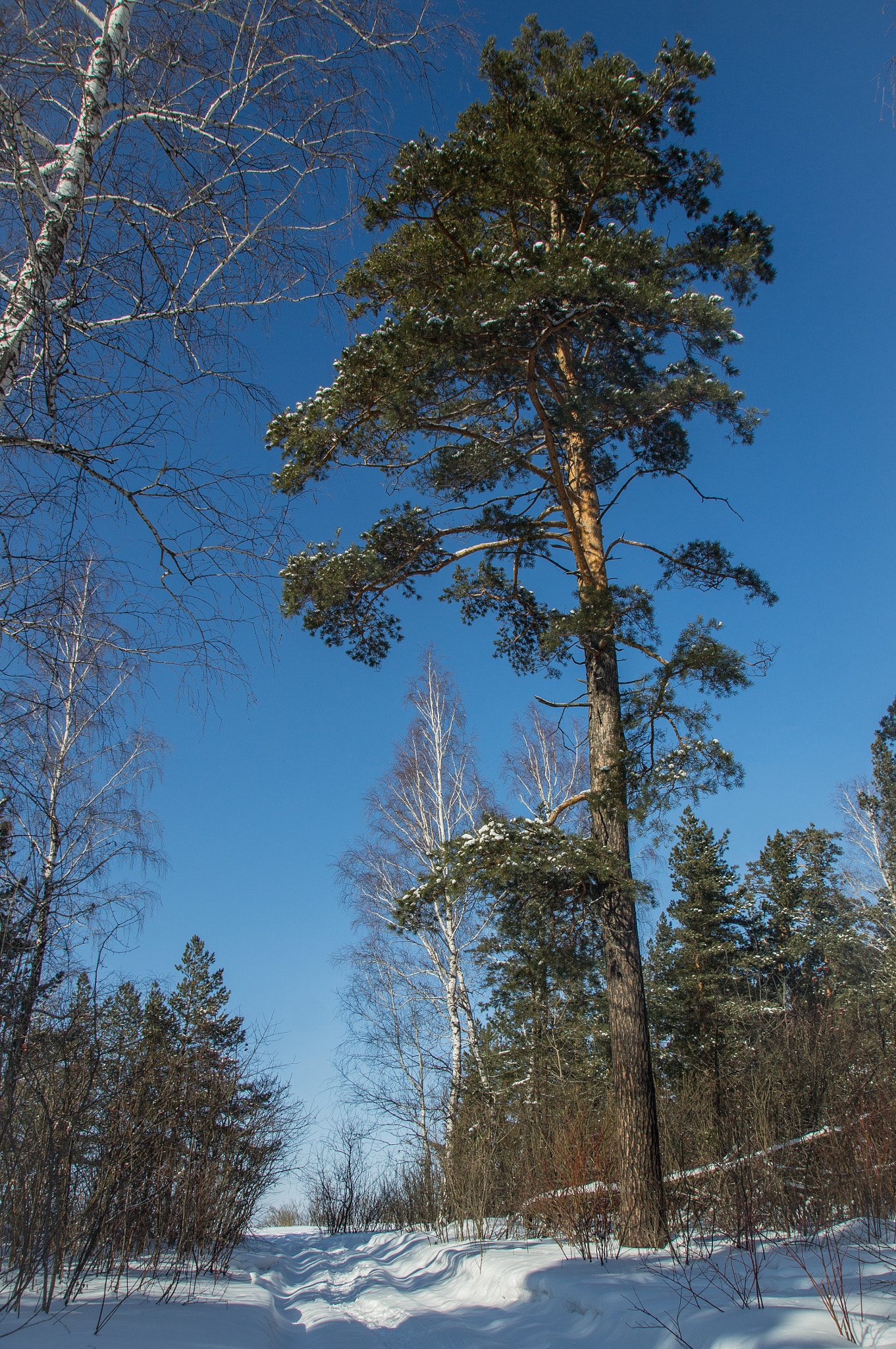 Sony Alpha DSLR-A580 sample photo. In the forest photography