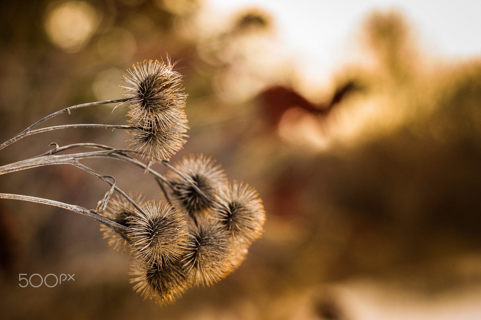 Canon EOS 700D (EOS Rebel T5i / EOS Kiss X7i) + Canon EF 50mm F1.4 USM sample photo. Winter sunset photography