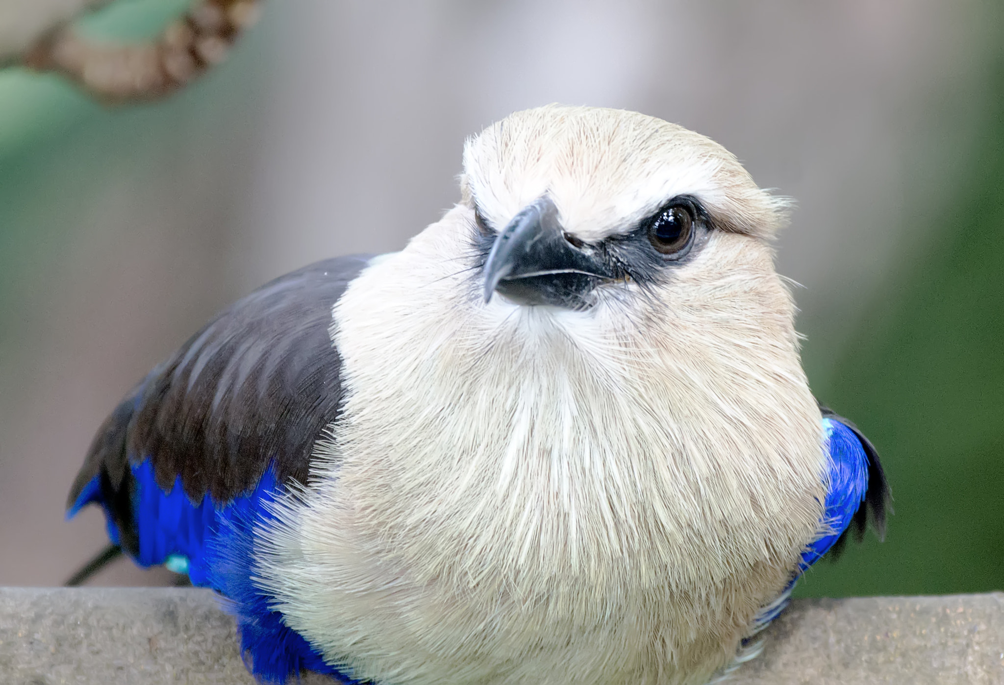 Sony Alpha DSLR-A580 sample photo. Blue bellied roller photography