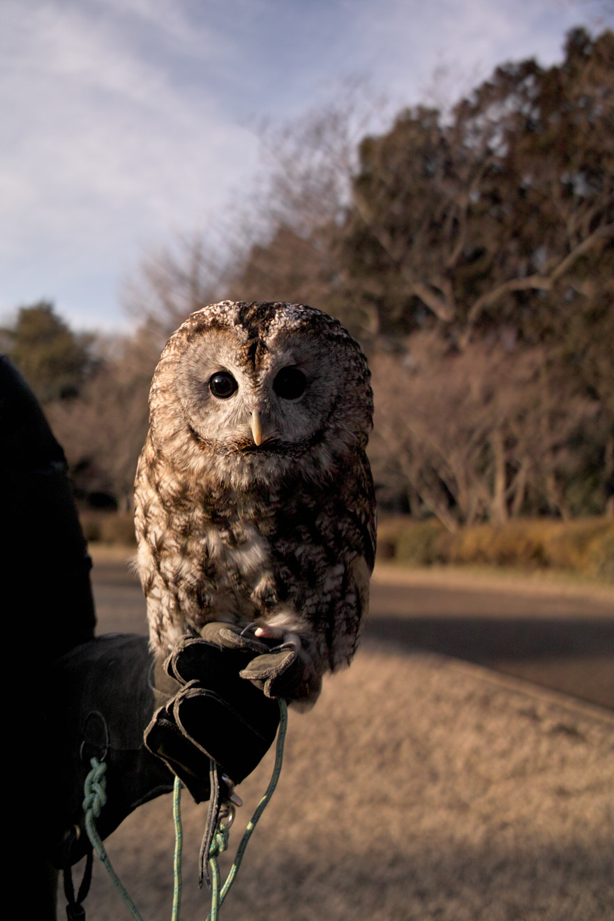 Sigma DP2x sample photo. Owl park photography