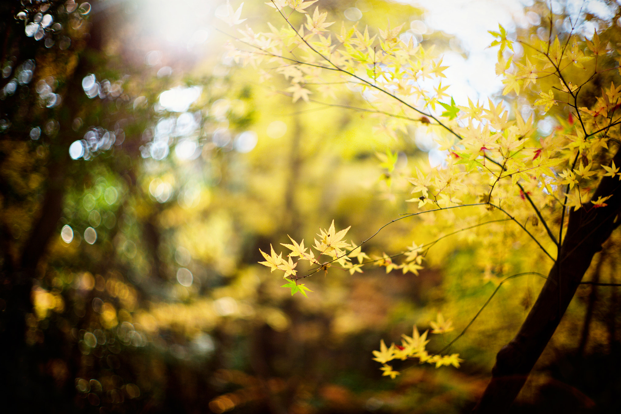 Summilux-M 1:1.4/50 sample photo. L1000807.jpg photography