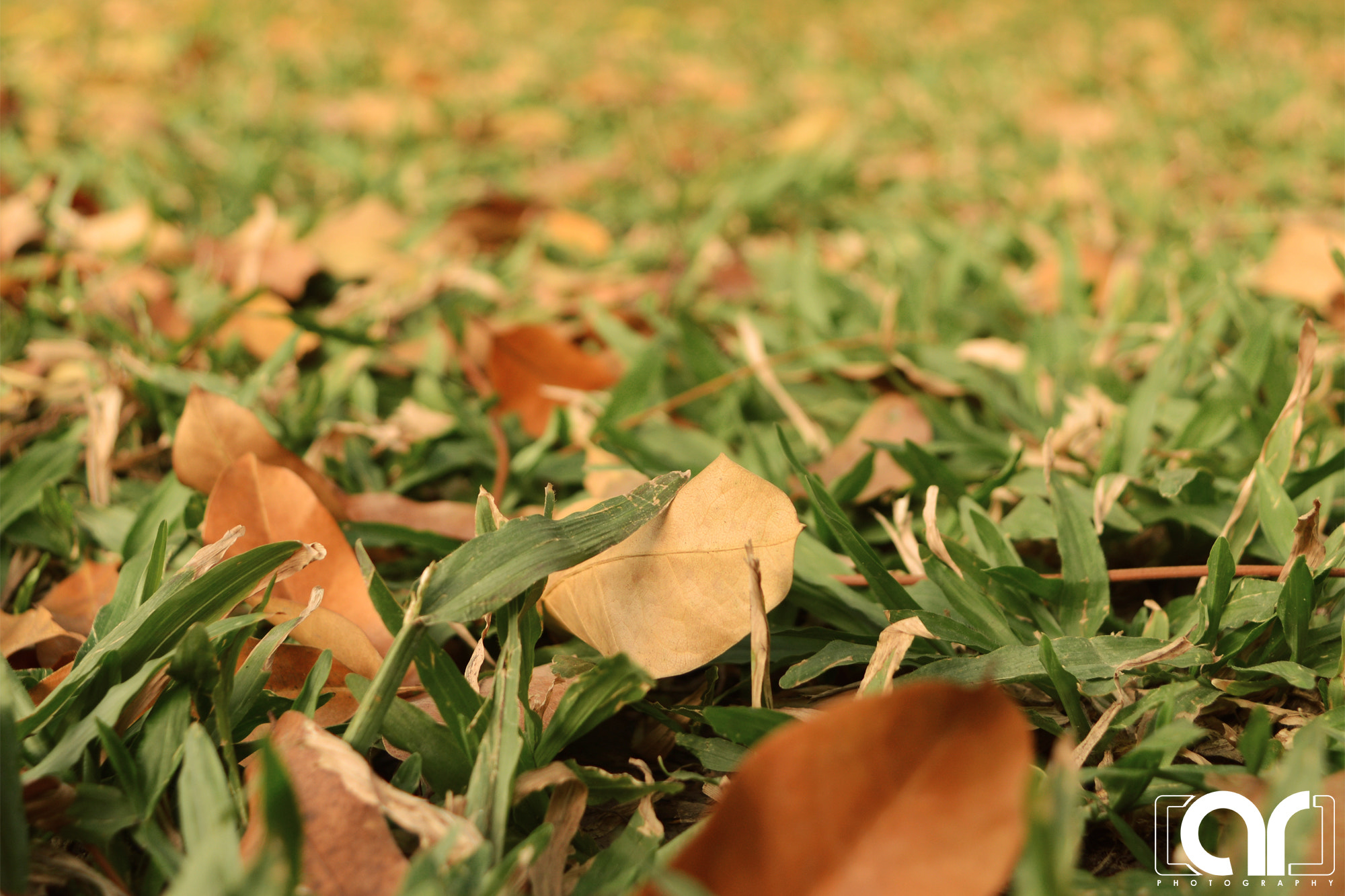 Nikon D5200 + PC Micro-Nikkor 85mm f/2.8D sample photo. Green grass and withered leaves photography