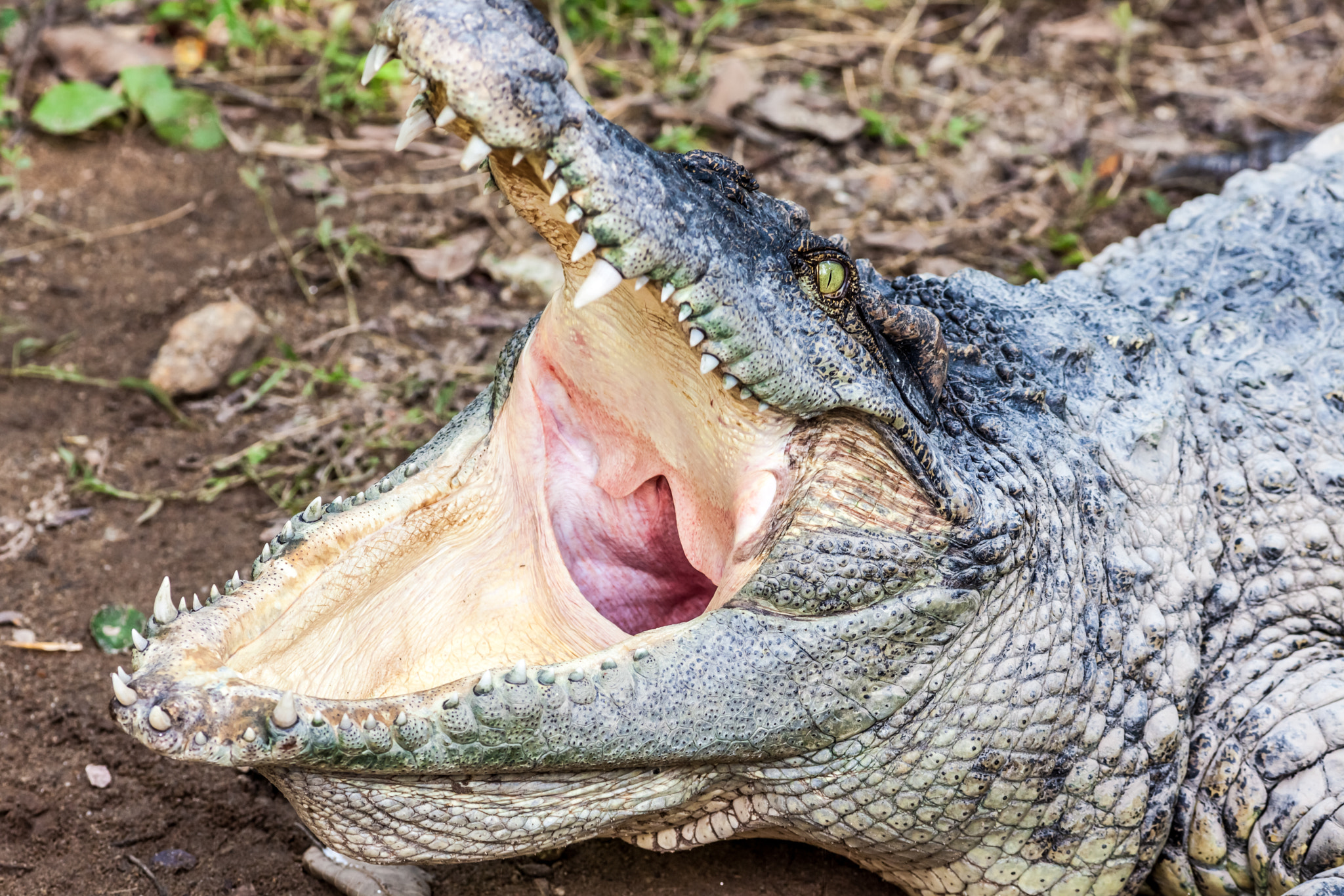 Canon EOS 5D Mark II + Canon EF 400mm F5.6L USM sample photo. A crocodile with open mouth photography