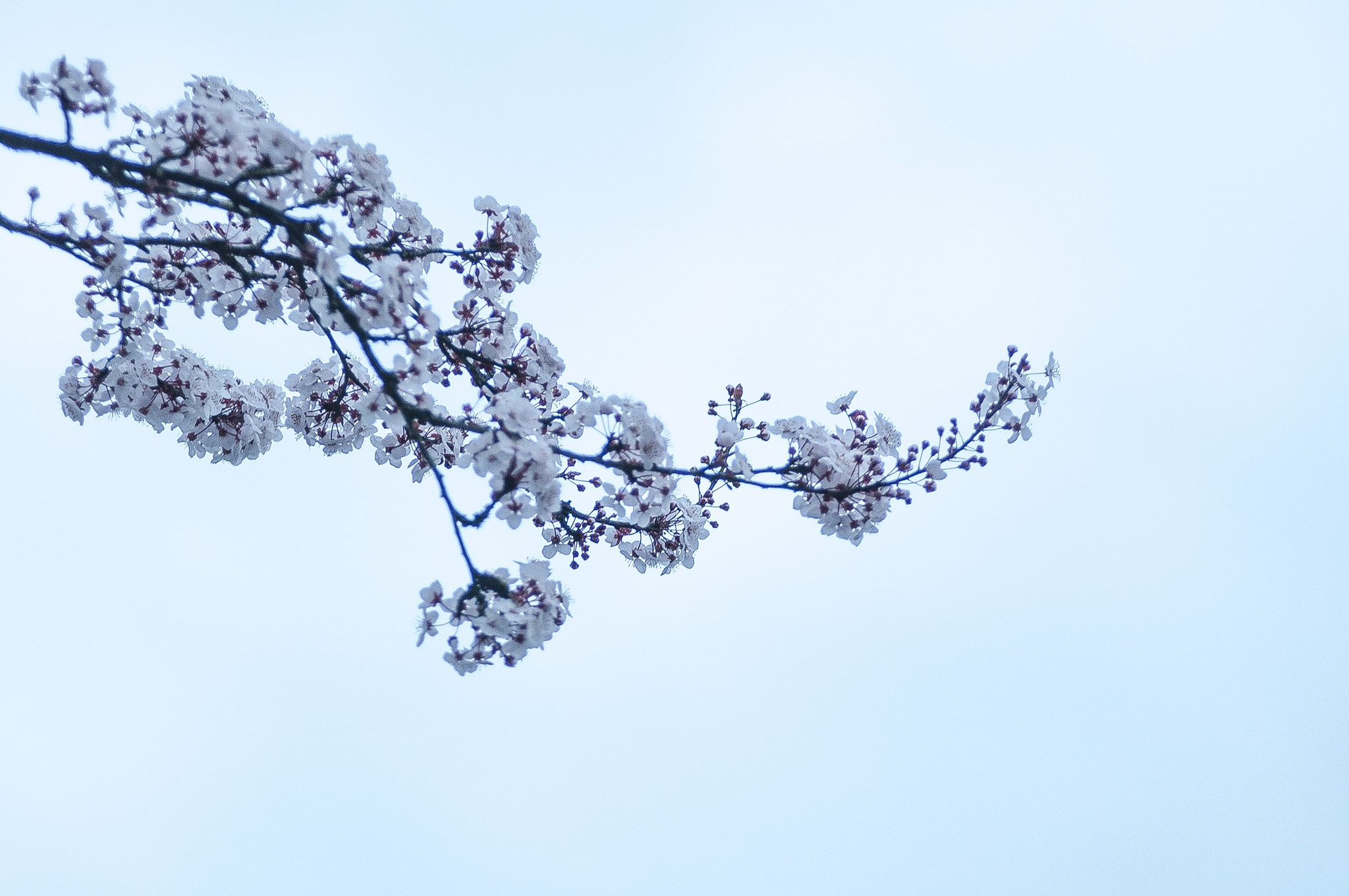 AF Zoom-Nikkor 80-200mm f/2.8 ED sample photo. Cherry blossom in vancouver photography