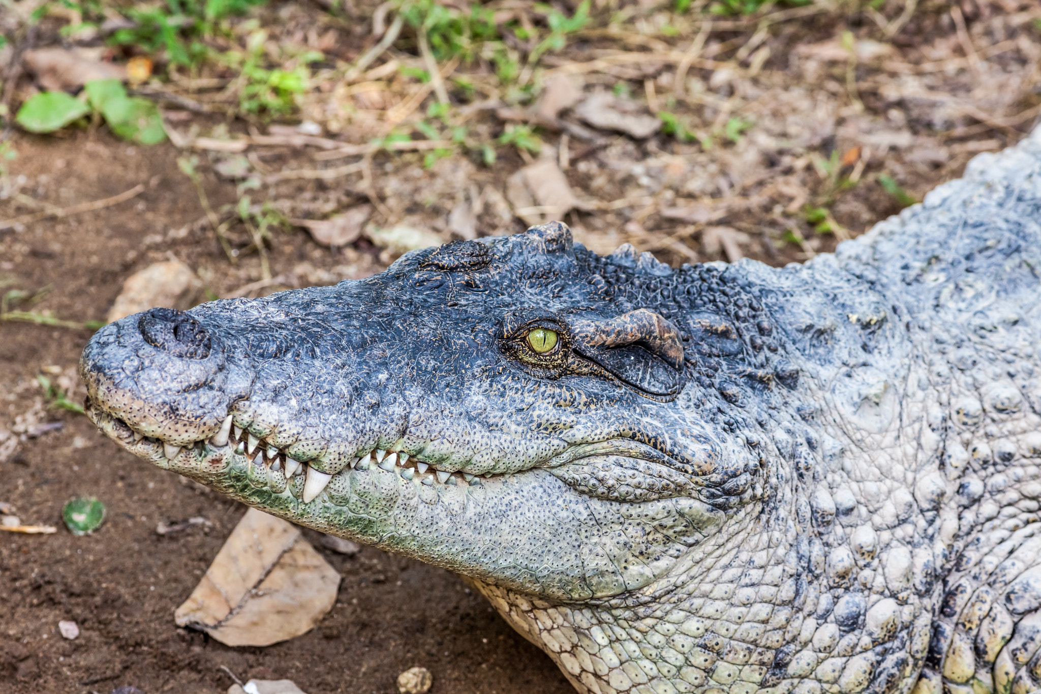 Canon EOS 5D Mark II + Canon EF 400mm F5.6L USM sample photo. A crocodile with open mouth photography