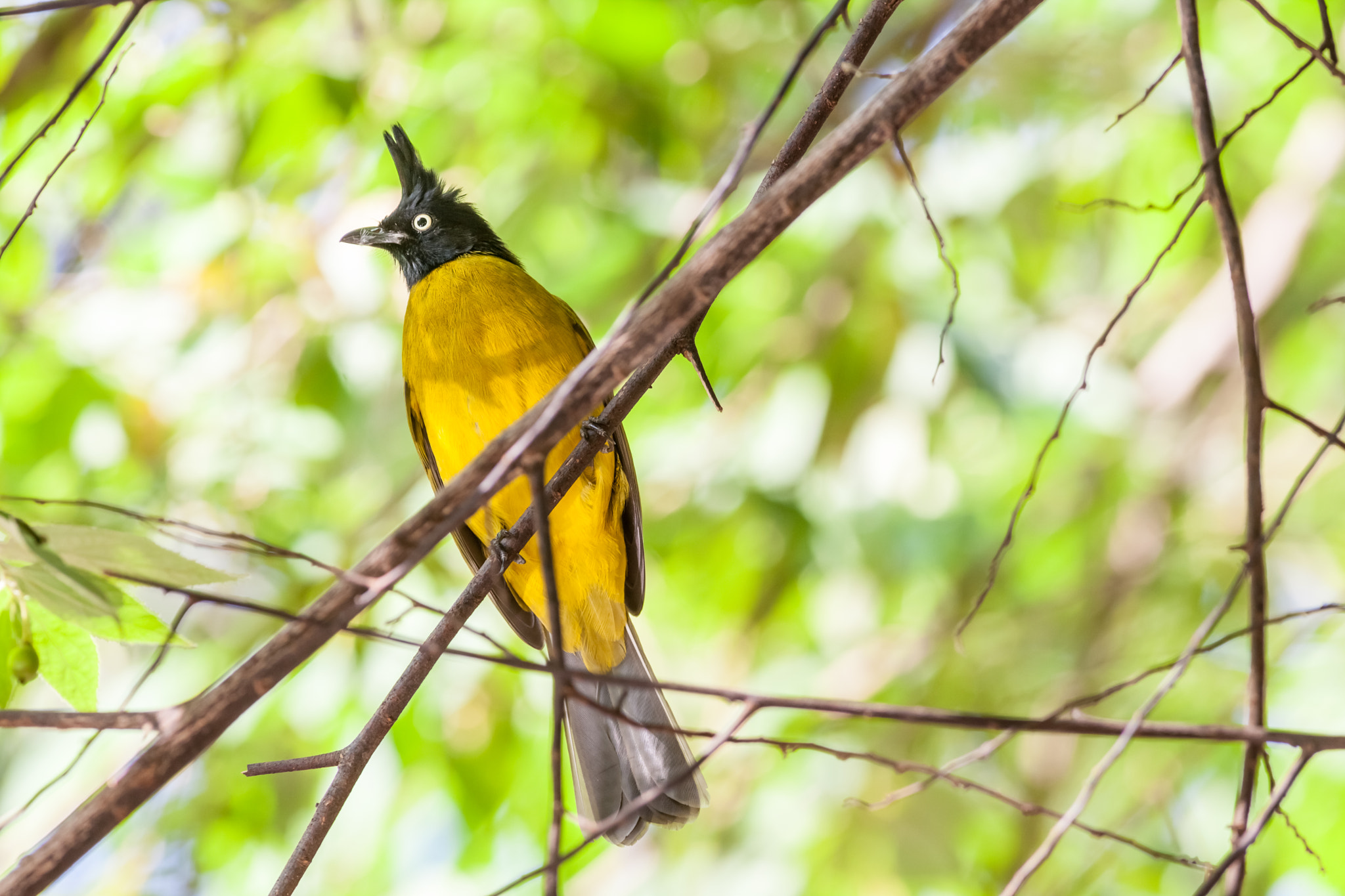 Canon EOS 5D Mark II + Canon EF 400mm F5.6L USM sample photo. Black crested bulbul photography