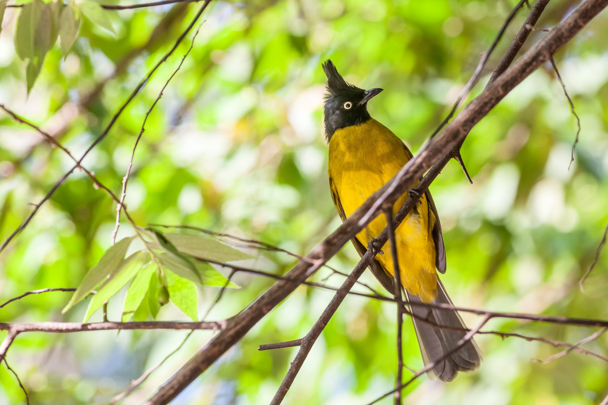 Canon EOS 5D Mark II + Canon EF 400mm F5.6L USM sample photo. Black crested bulbul photography