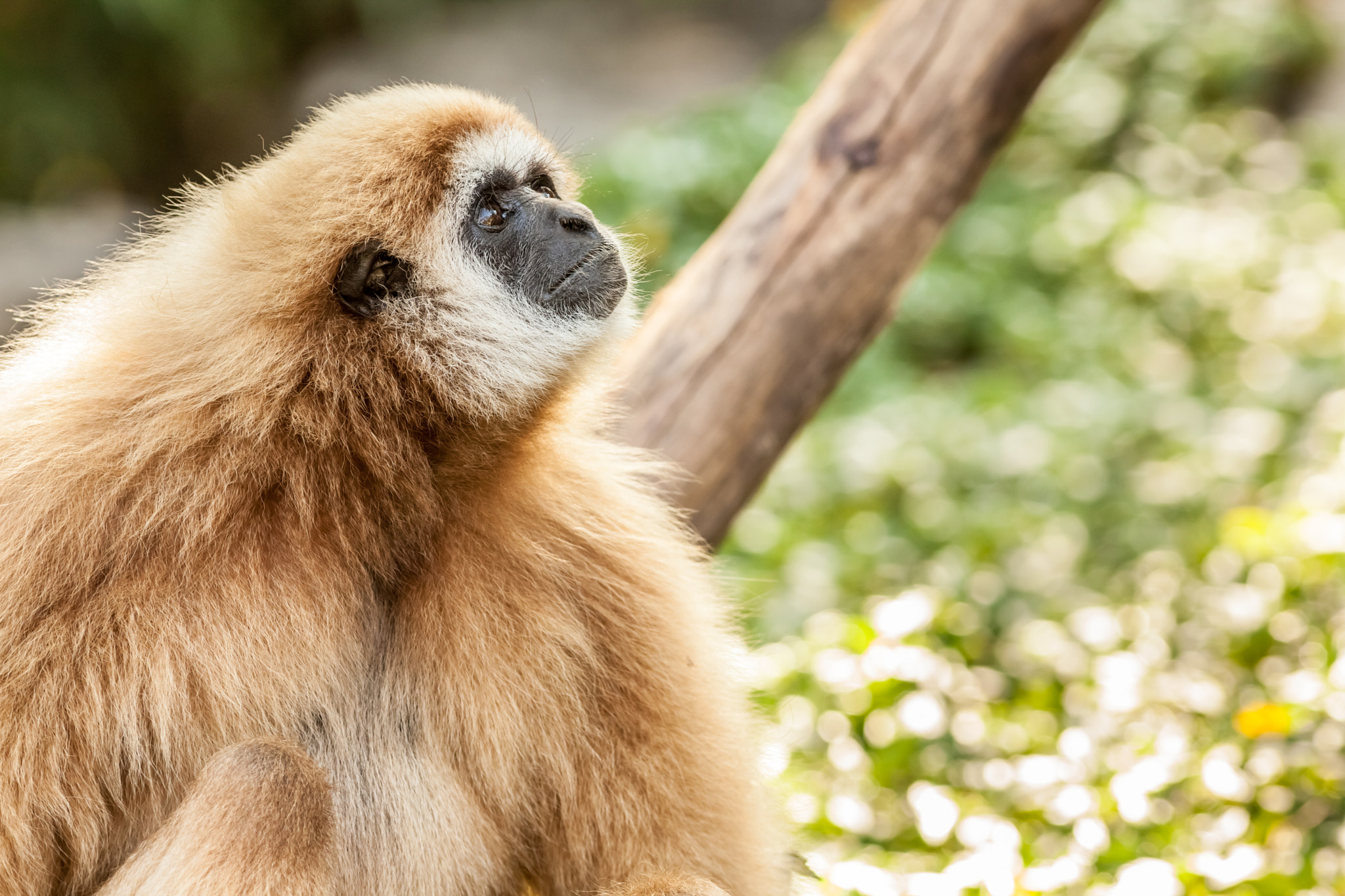 Canon EOS 5D Mark II + Canon EF 400mm F5.6L USM sample photo. Northern white cheeked gibbon photography