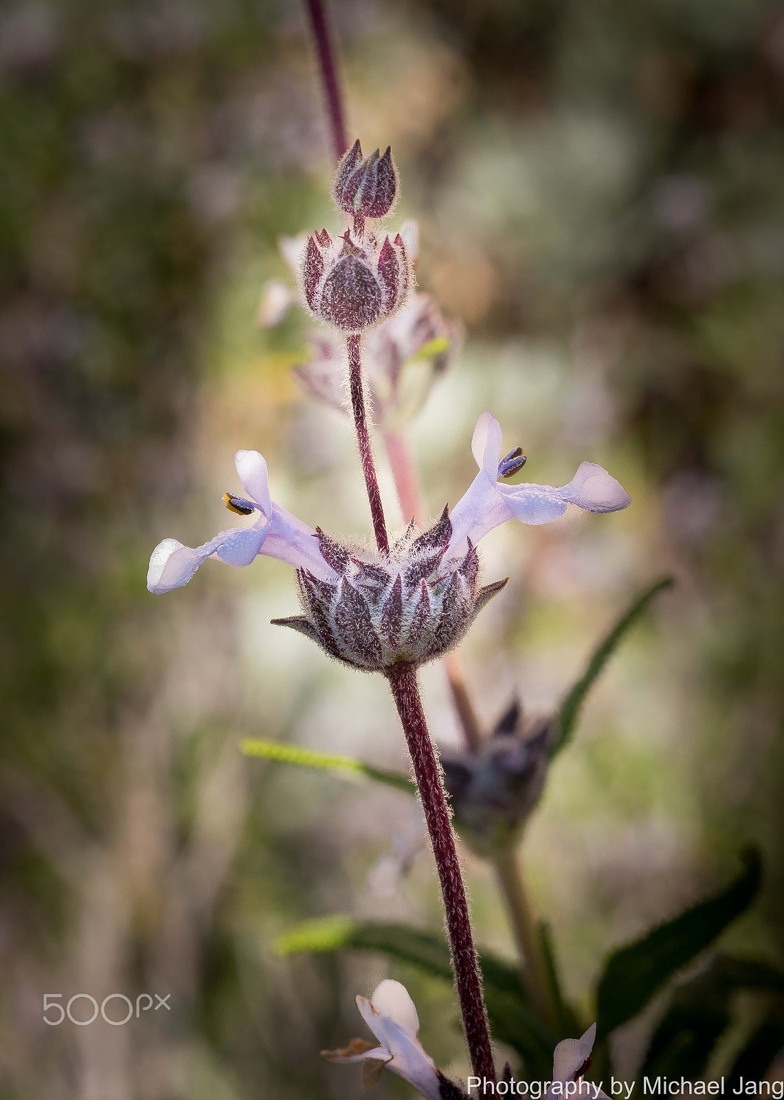 Nikon D810 + Nikon AF Micro-Nikkor 60mm F2.8D sample photo. Wild flower photography