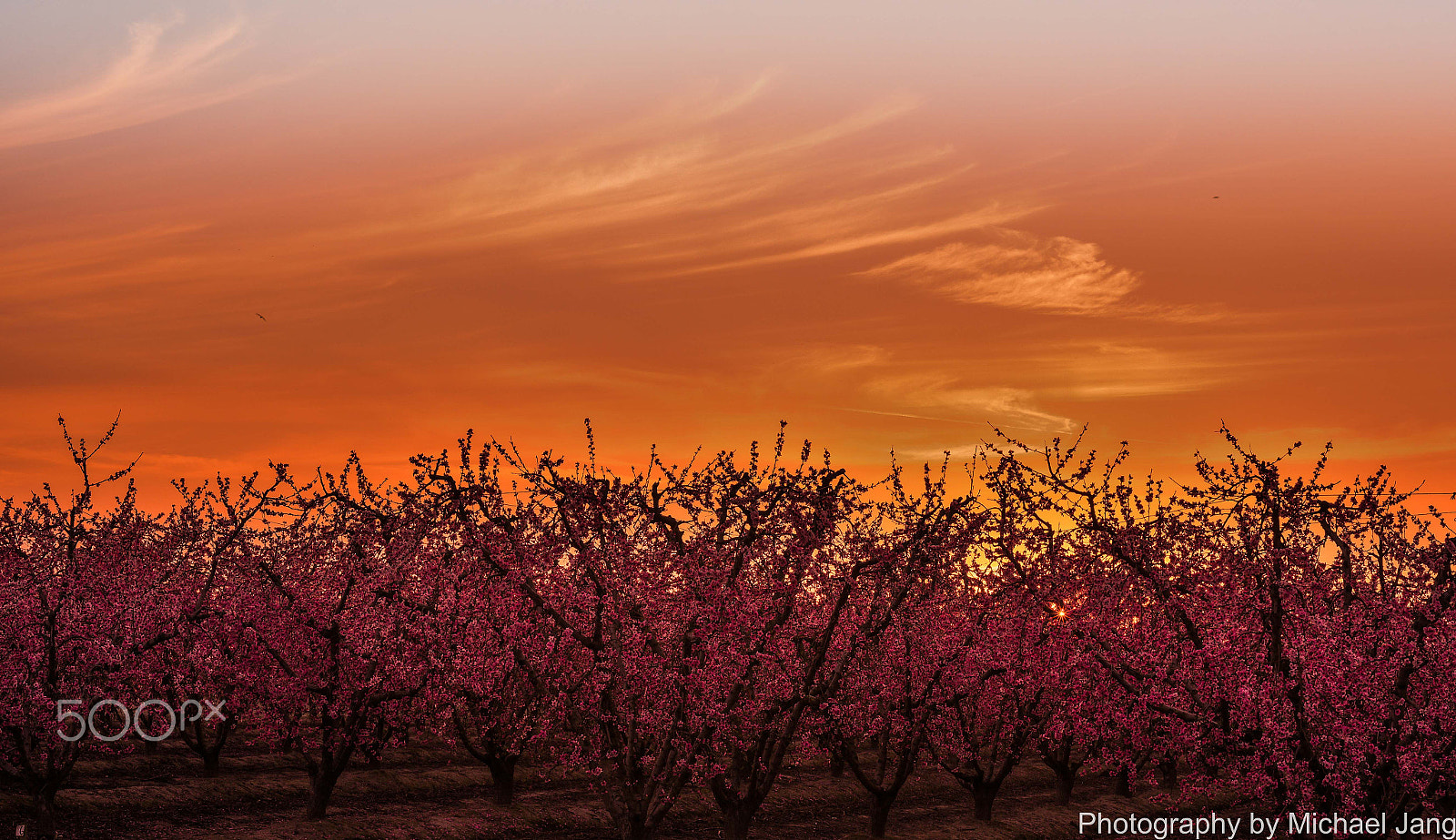 Nikon D810 + Nikon AF Micro-Nikkor 60mm F2.8D sample photo. Sunset glow in blossom trail in fresno, ca photography