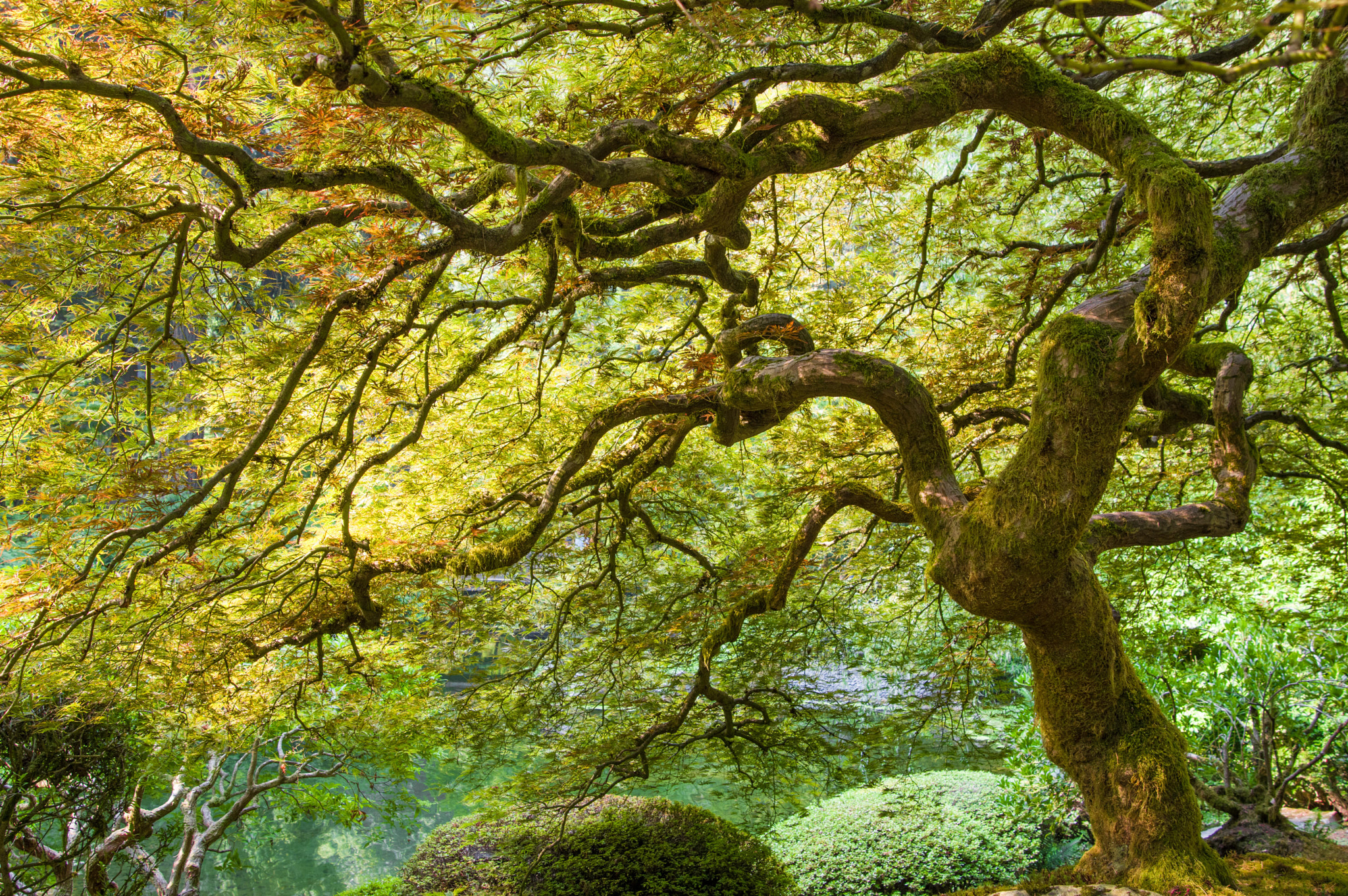 Pentax K-3 II sample photo. Gray0935.jpg photography