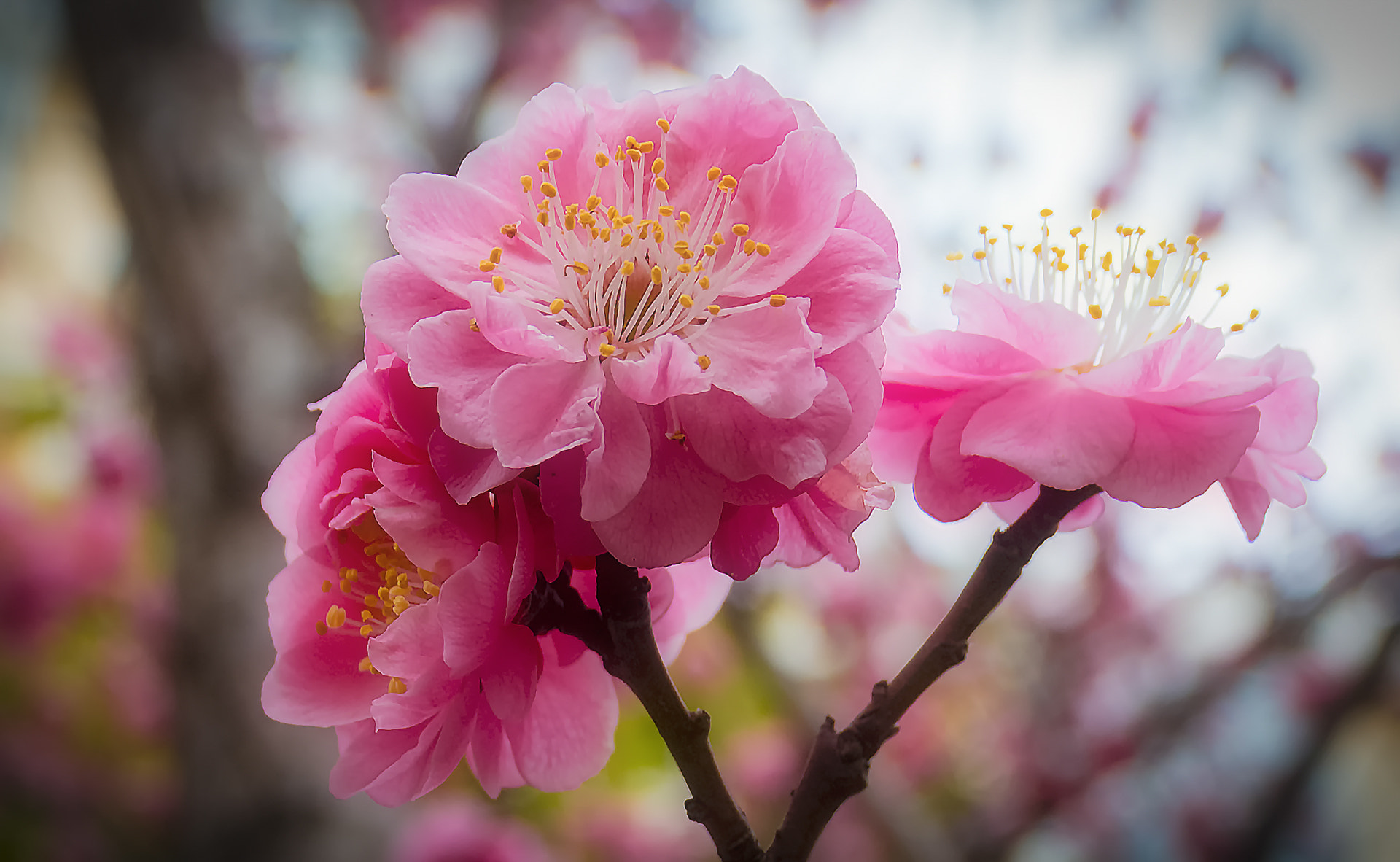 Canon EOS 5DS sample photo
