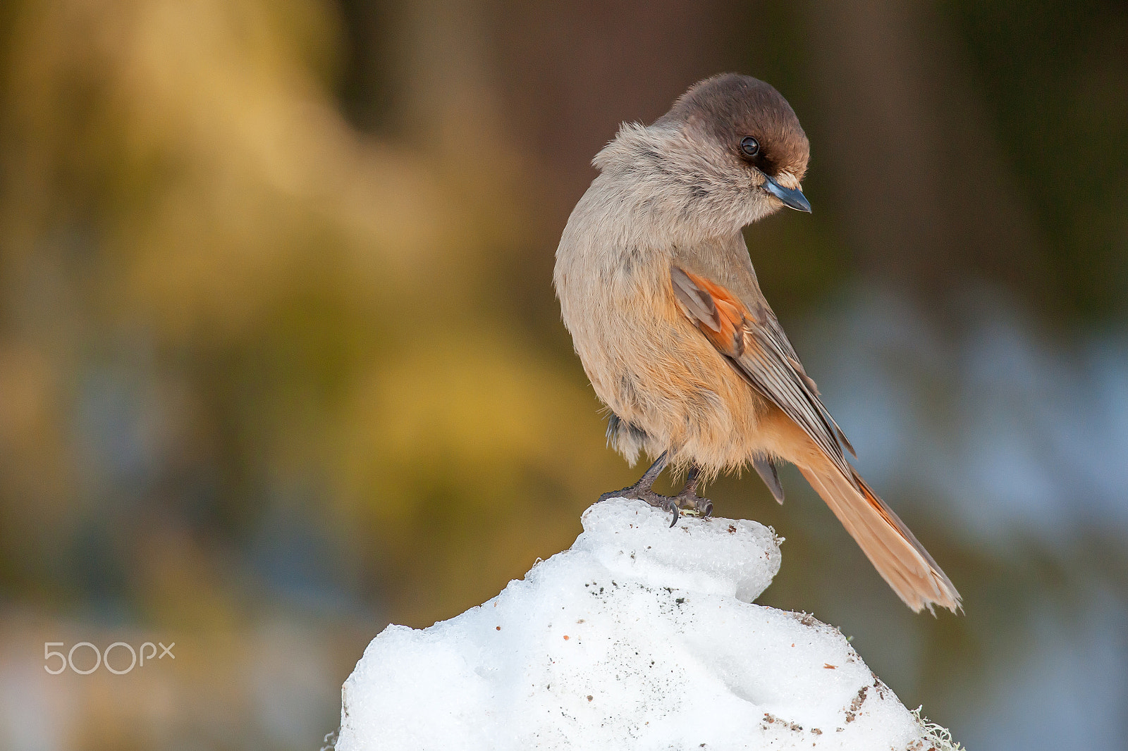Nikon D3X sample photo. Bird photography
