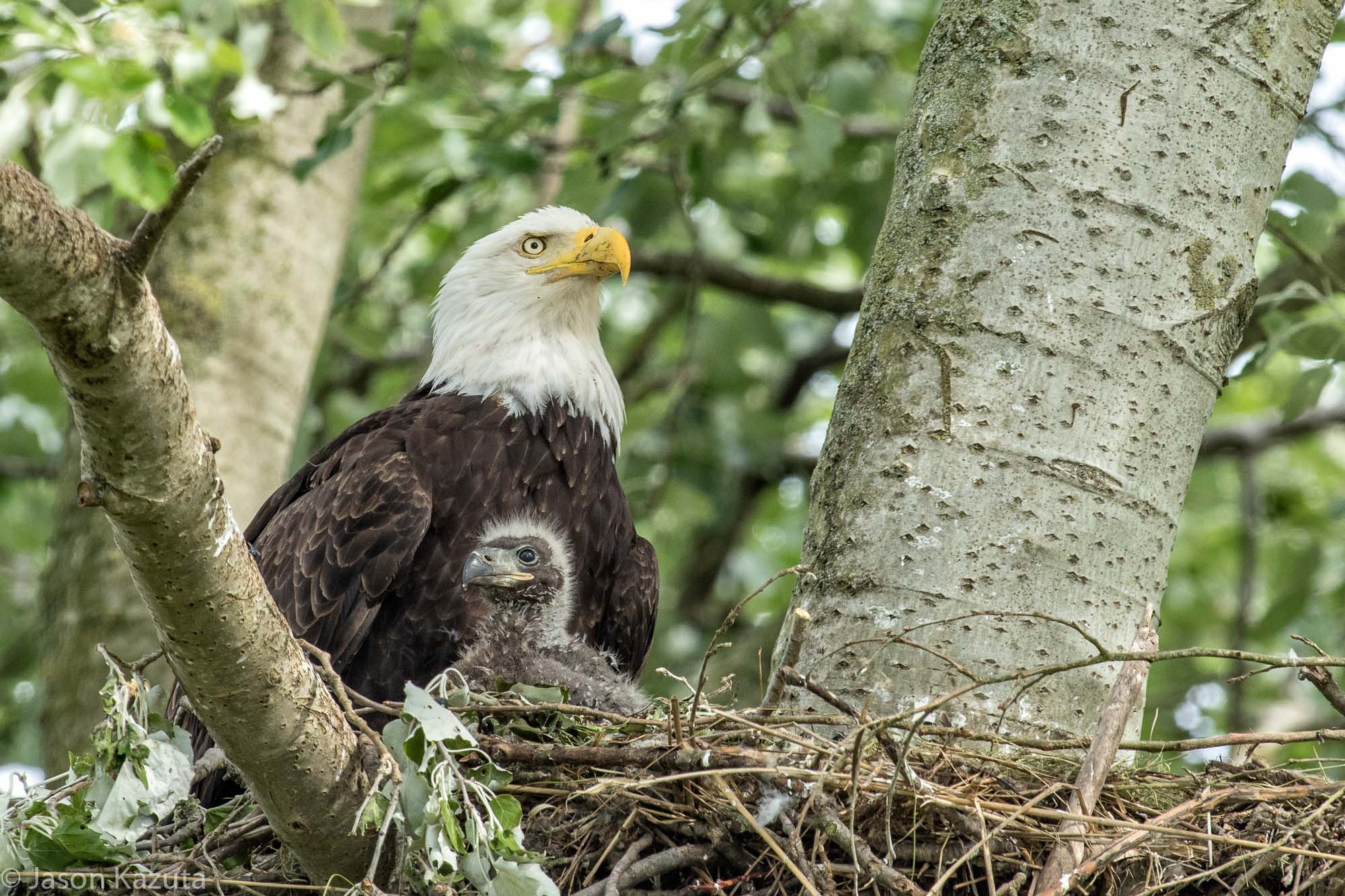 Canon EF 600mm f/4L IS sample photo. Proud mamma bald eagle shows off her baby on mothers day, 2015. photography