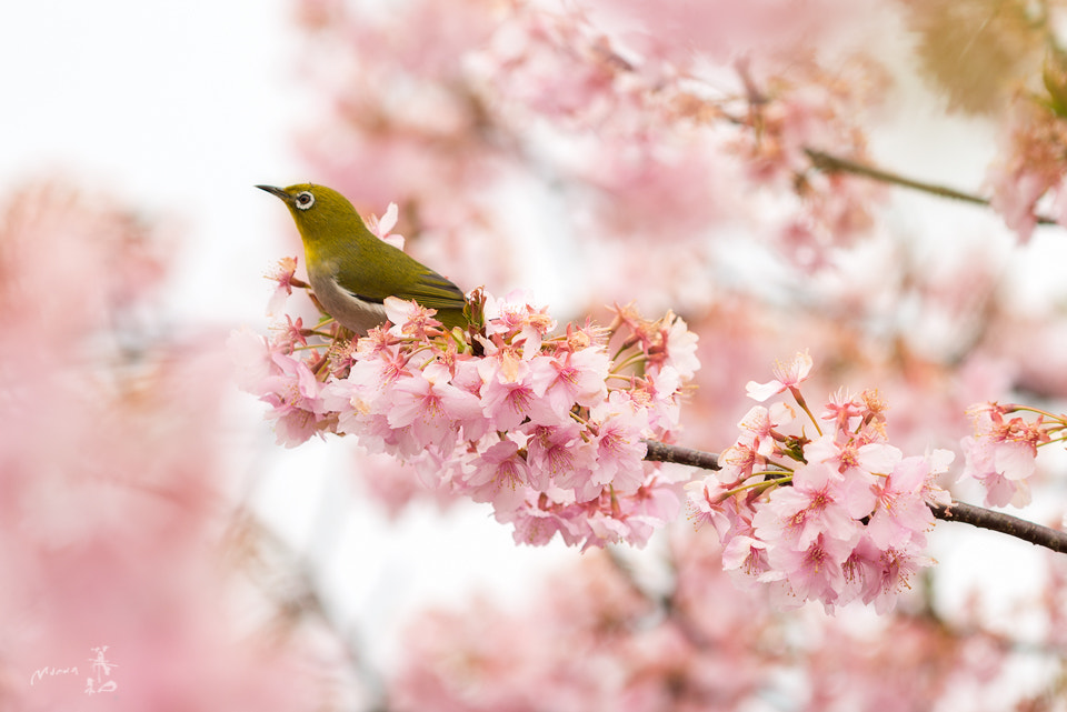 Cherry blossom balcony by Gerald Macua on 500px.com