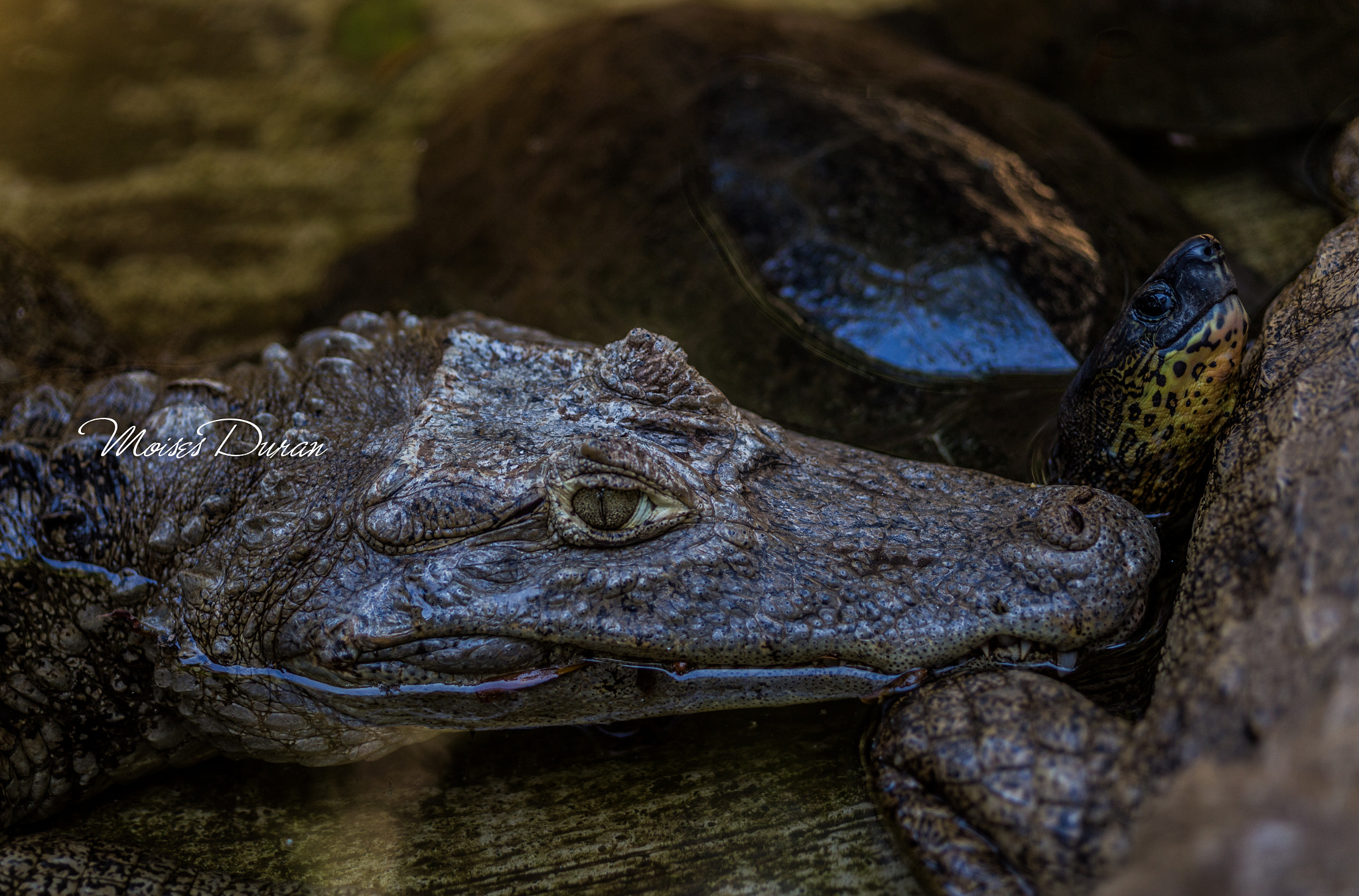 Canon EOS 6D + Sigma 105mm F2.8 EX DG Macro sample photo. Best friends...(old) photography