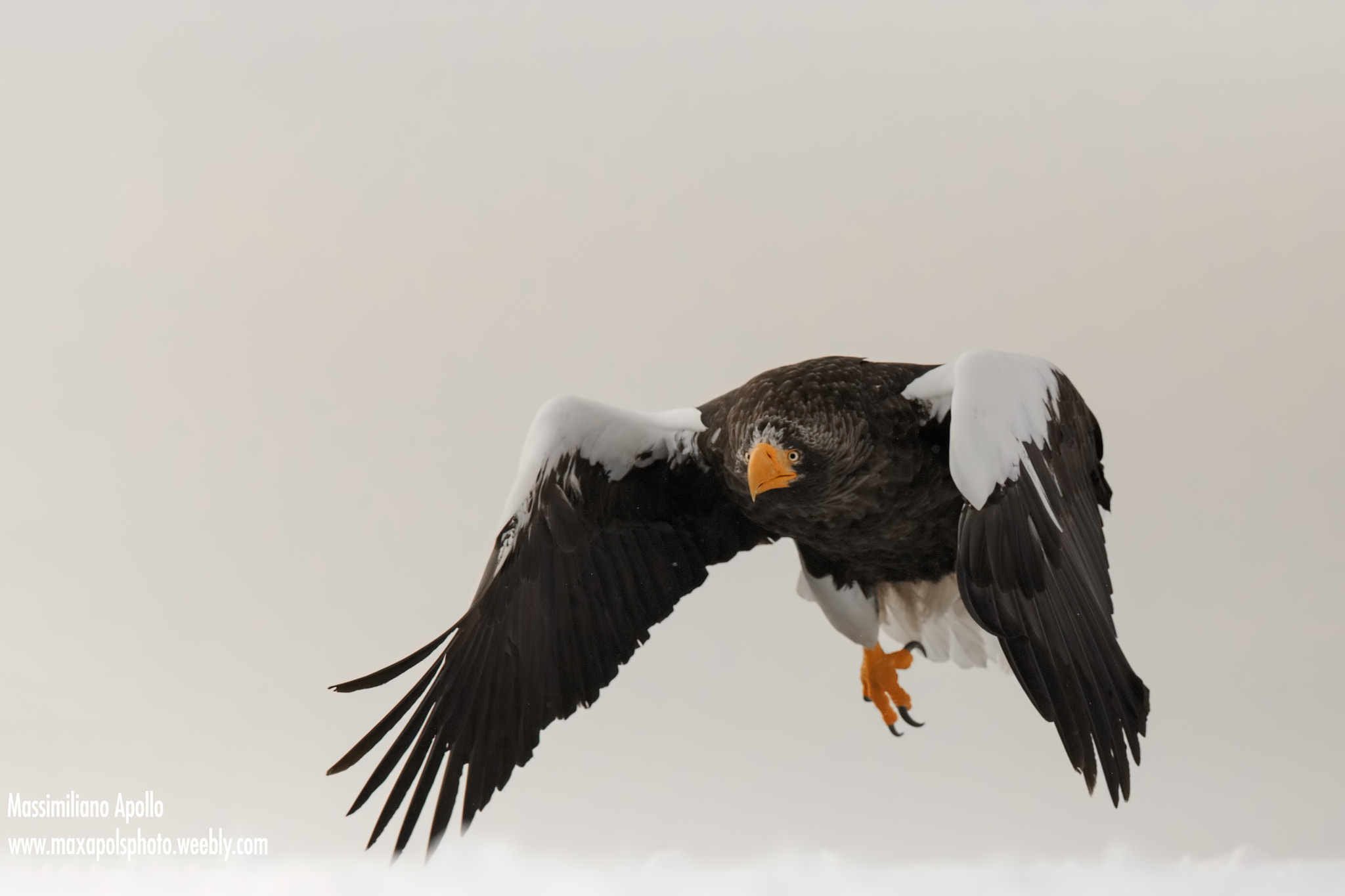 Canon EF 500mm F4L IS II USM sample photo. Eagle steller photography