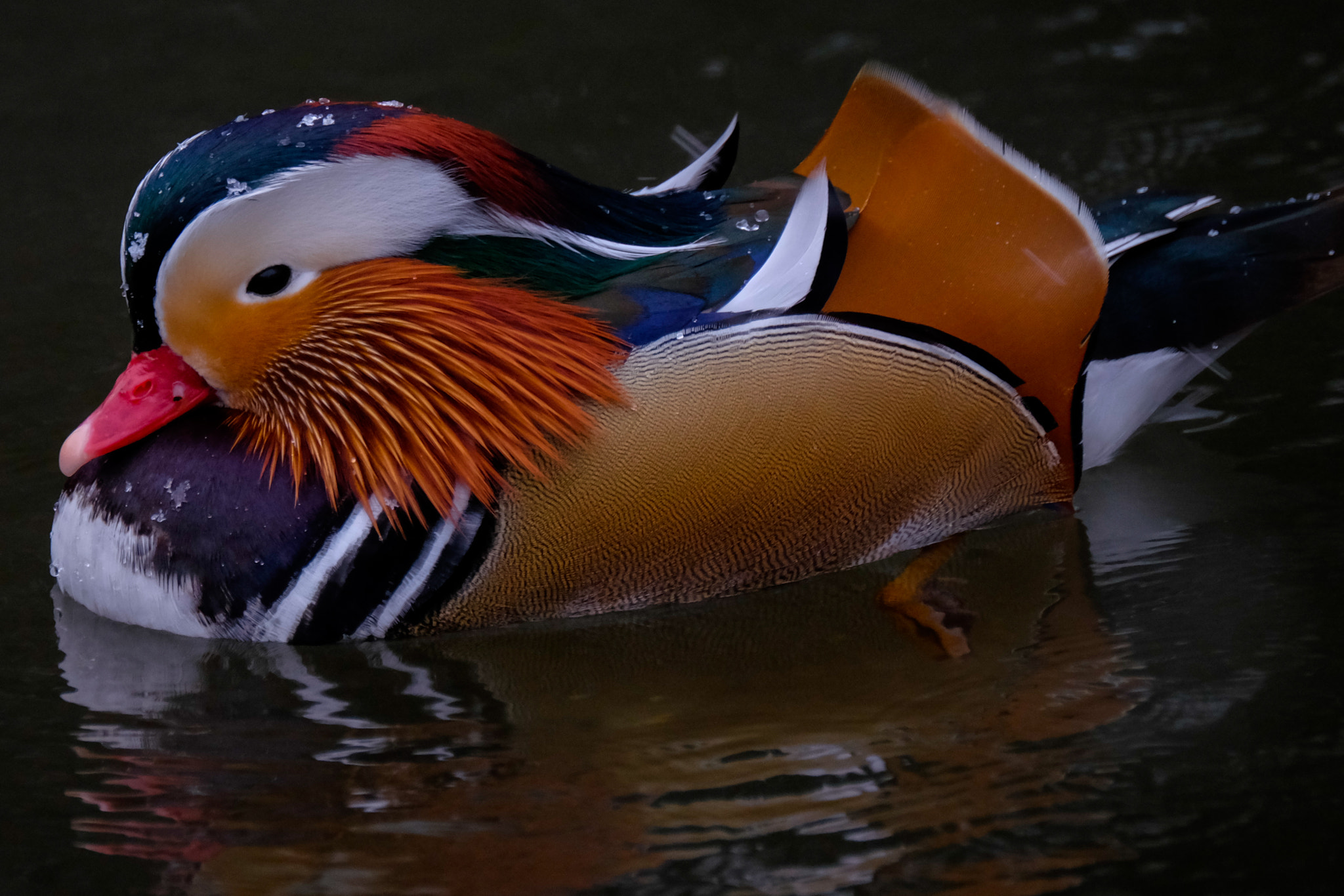 XF100-400mmF4.5-5.6 R LM OIS WR + 1.4x sample photo. Mandarinente (aix galericulata) photography