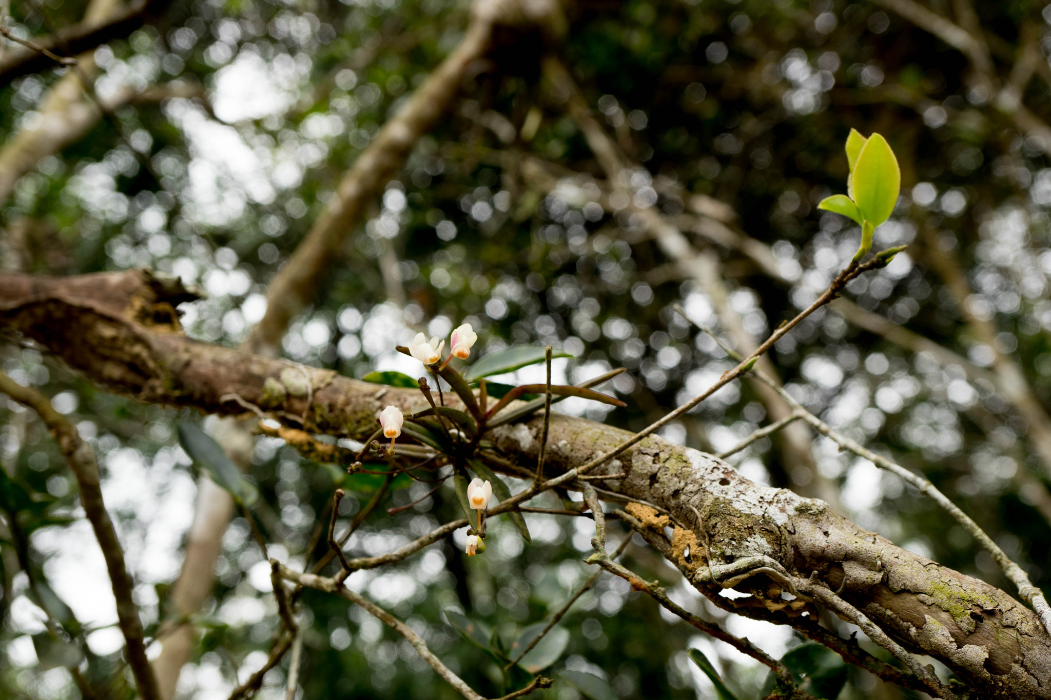 Sony a7 + Sony E 30mm F3.5 Macro sample photo. The  epiphyte orchid plant on the tree photography