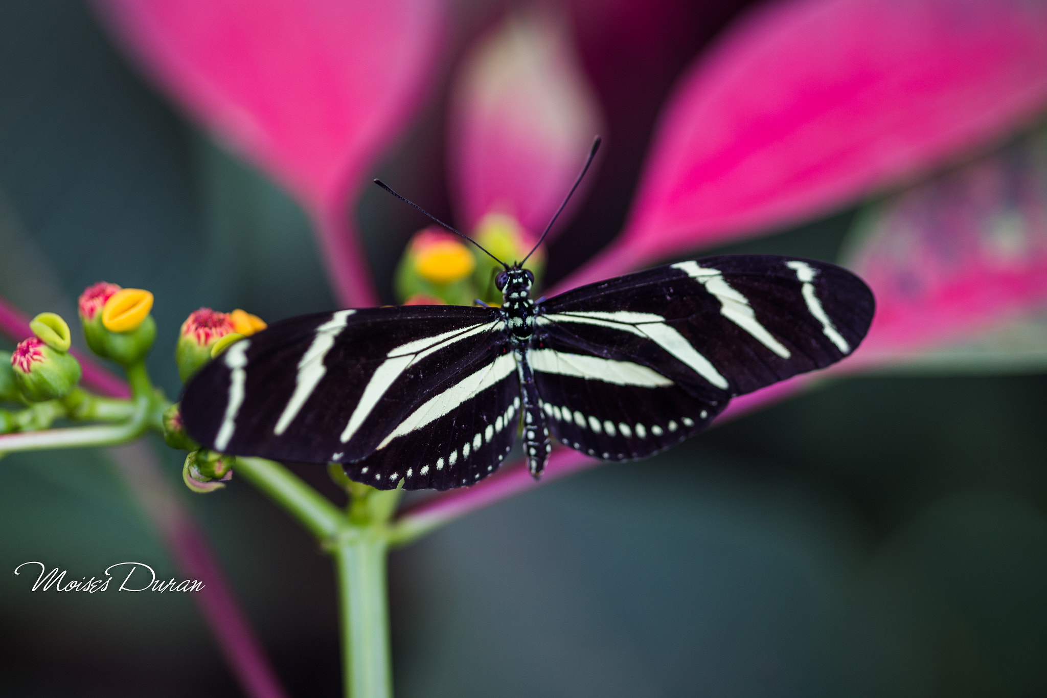 Canon EOS 6D + Sigma 105mm F2.8 EX DG Macro sample photo. Beautiful model photography