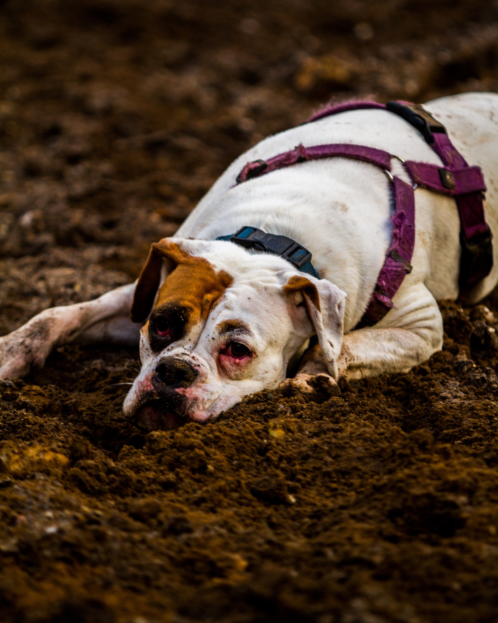 Canon EOS 7D + Canon EF 80-200mm f/2.8L sample photo. A little bulldog photography