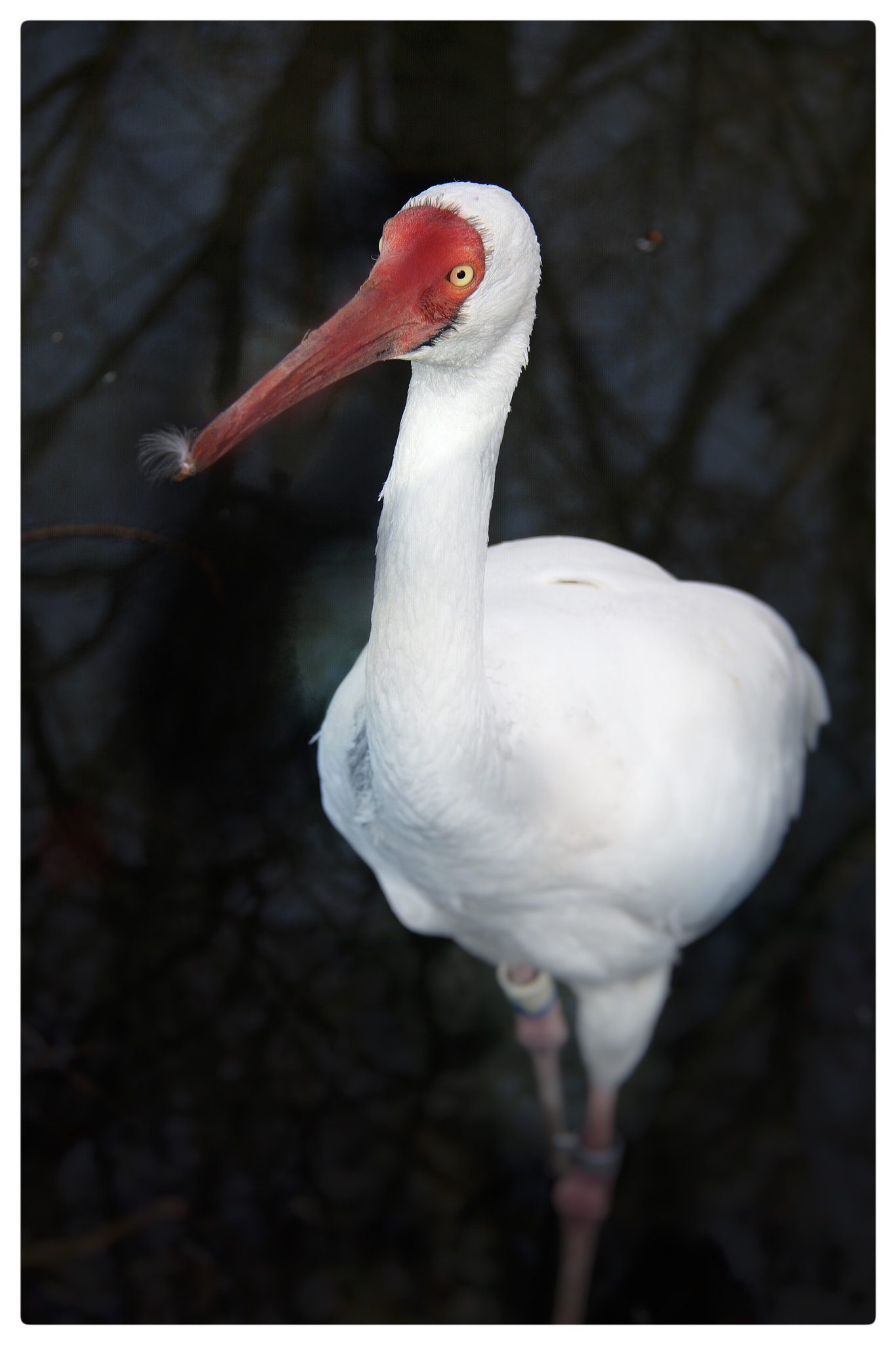 Canon EF-S 18-200mm F3.5-5.6 IS sample photo. Nippon photography