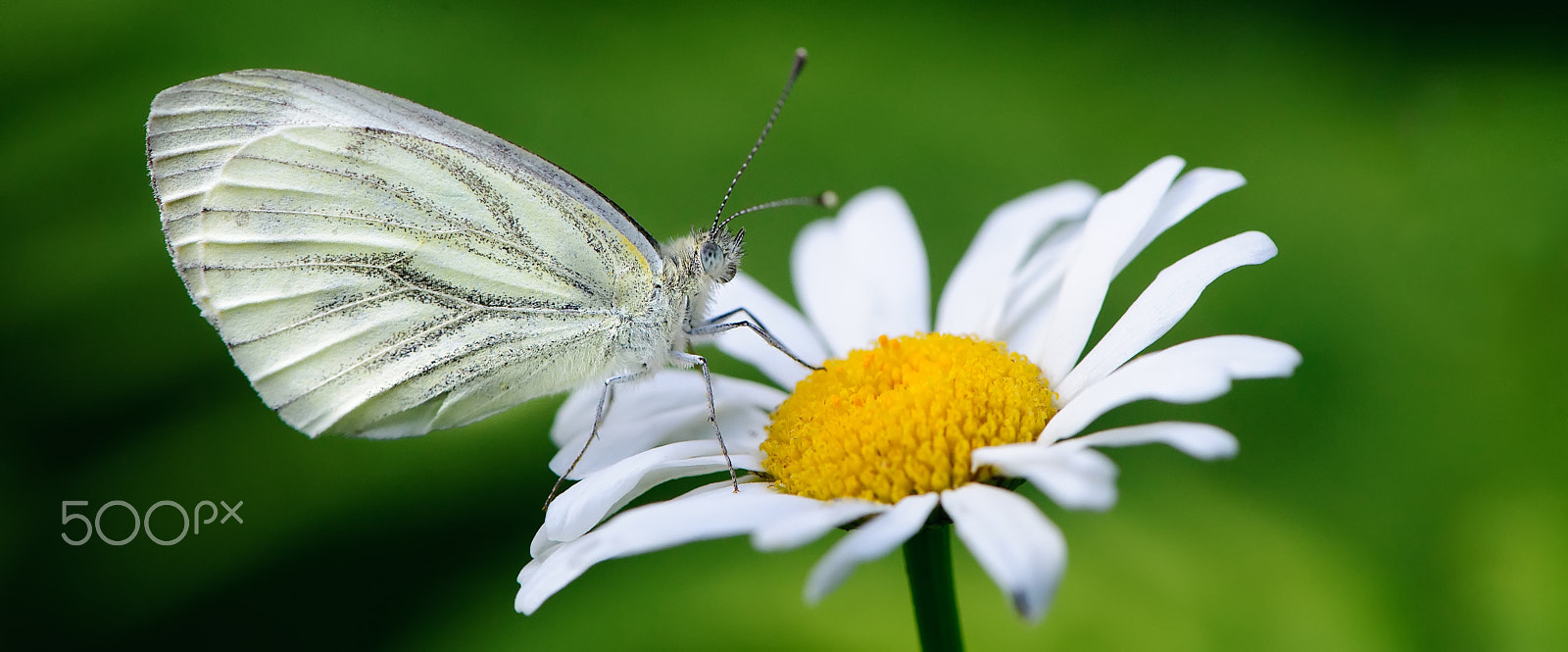 Nikon D3X sample photo. Butterfly photography