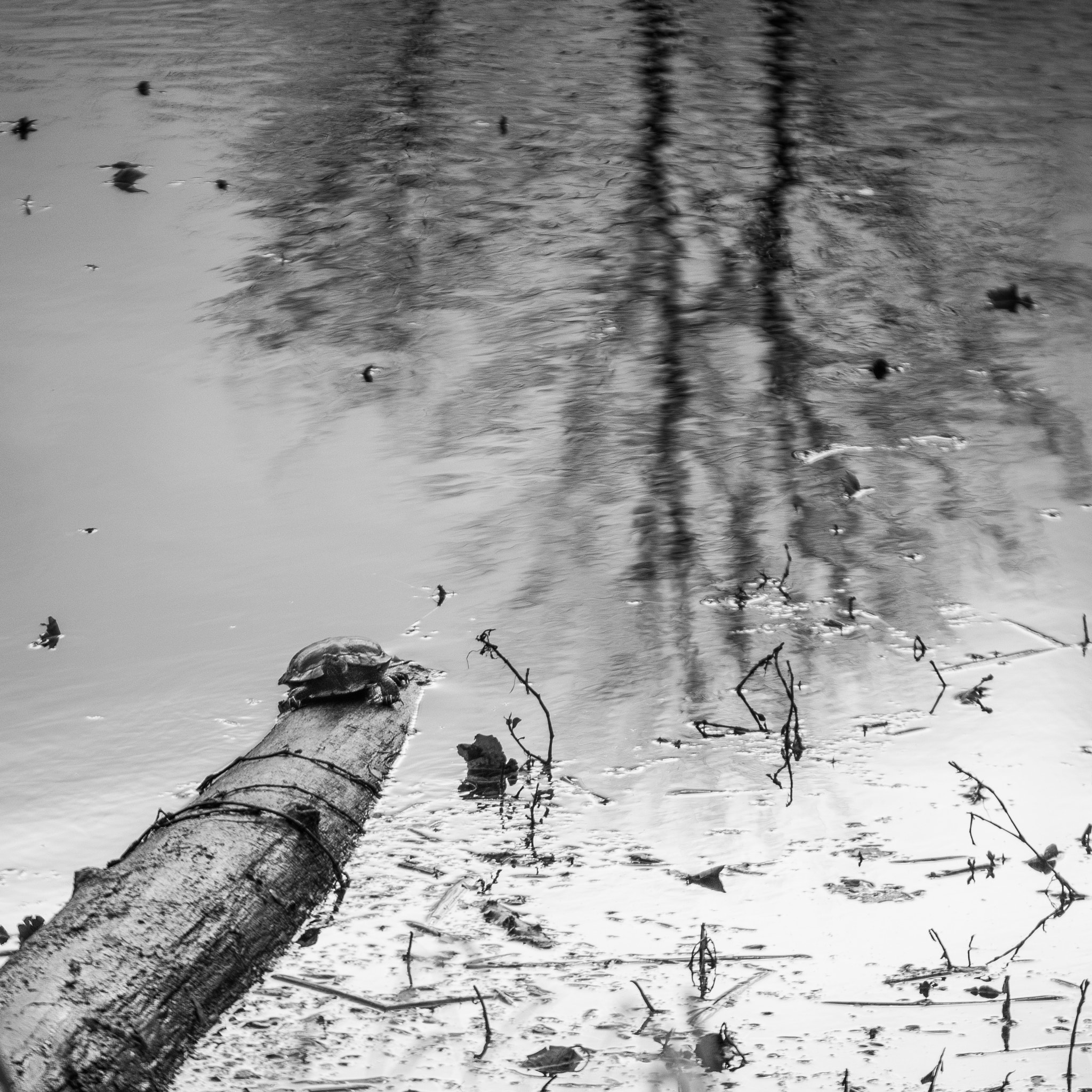 Panasonic Lumix G X Vario 35-100mm F2.8 OIS sample photo. Turtle and trees photography