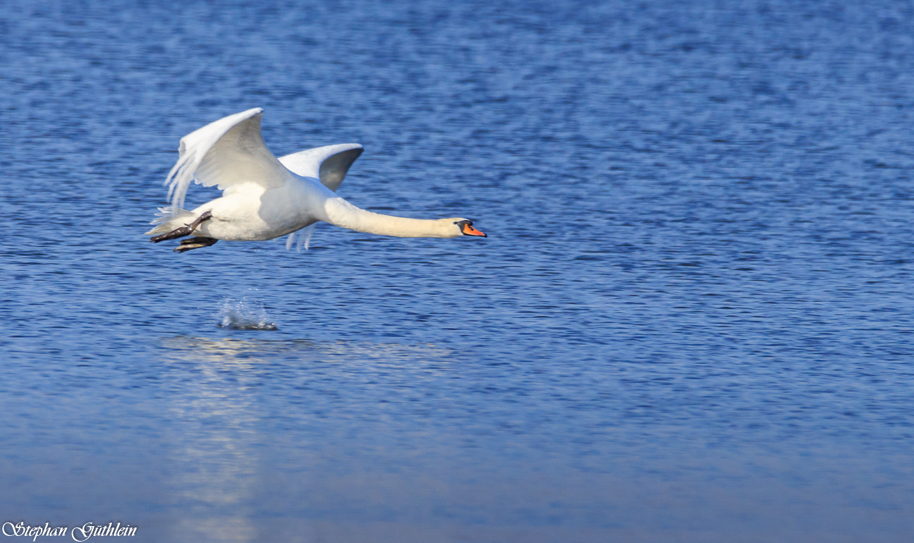 Sigma 150-600mm F5-6.3 DG OS HSM | C sample photo. Let's start in the week..... photography