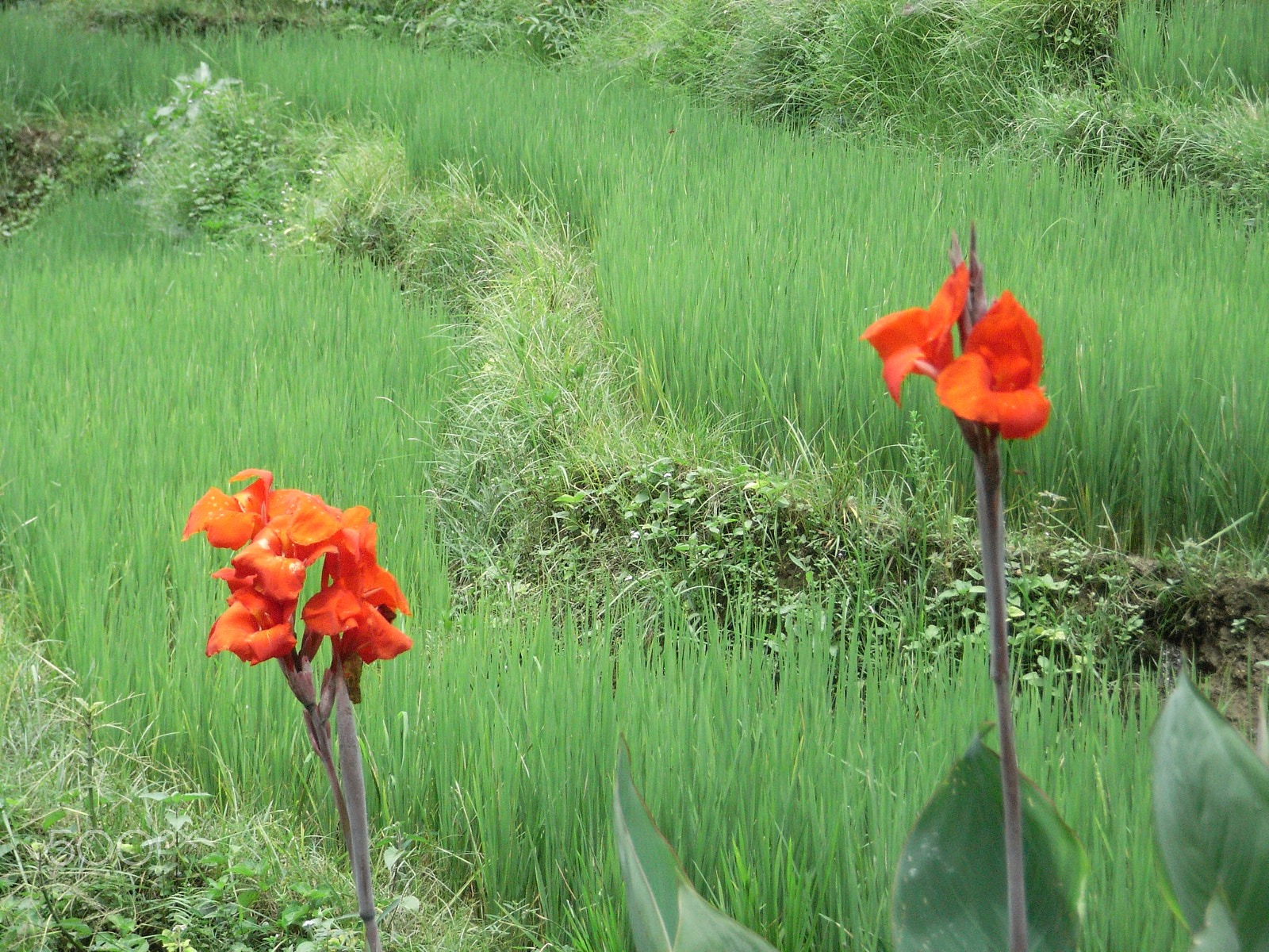 Ricoh Caplio R5 sample photo. Red on green photography