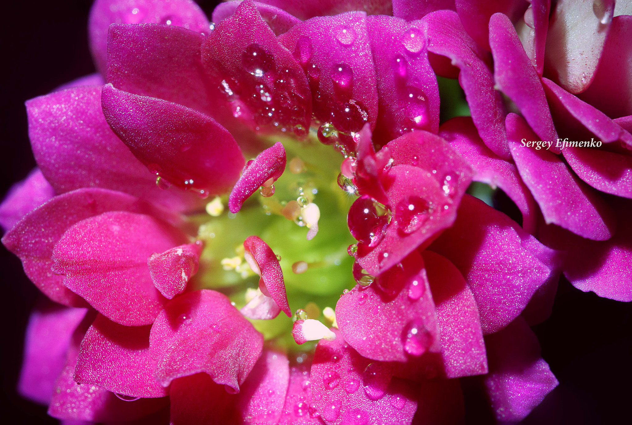 Sigma 105mm F2.8 EX DG OS HSM sample photo. A flower photography