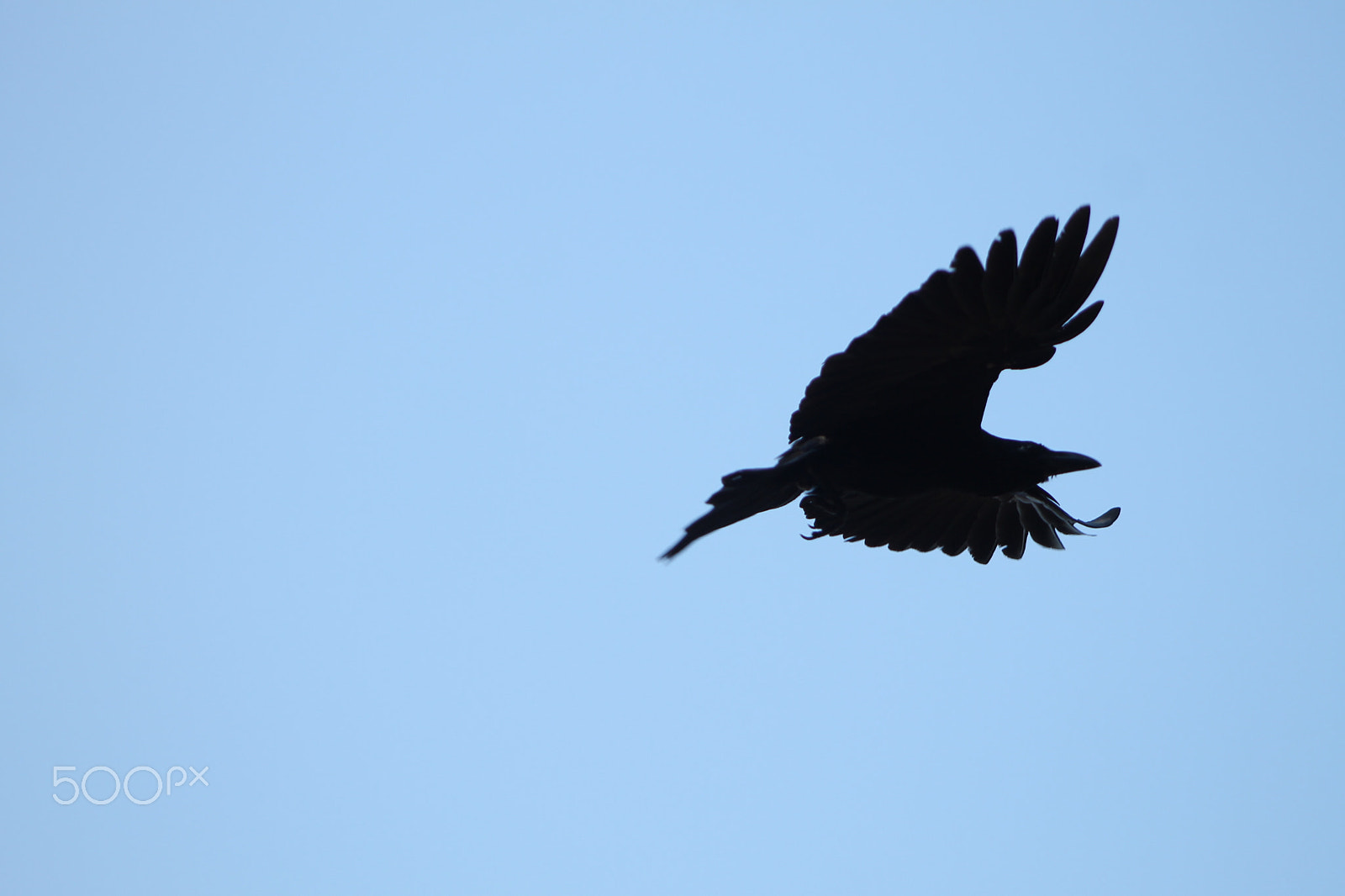 Canon EF 75-300mm f/4-5.6 USM sample photo. Thebird-craw.jpg photography