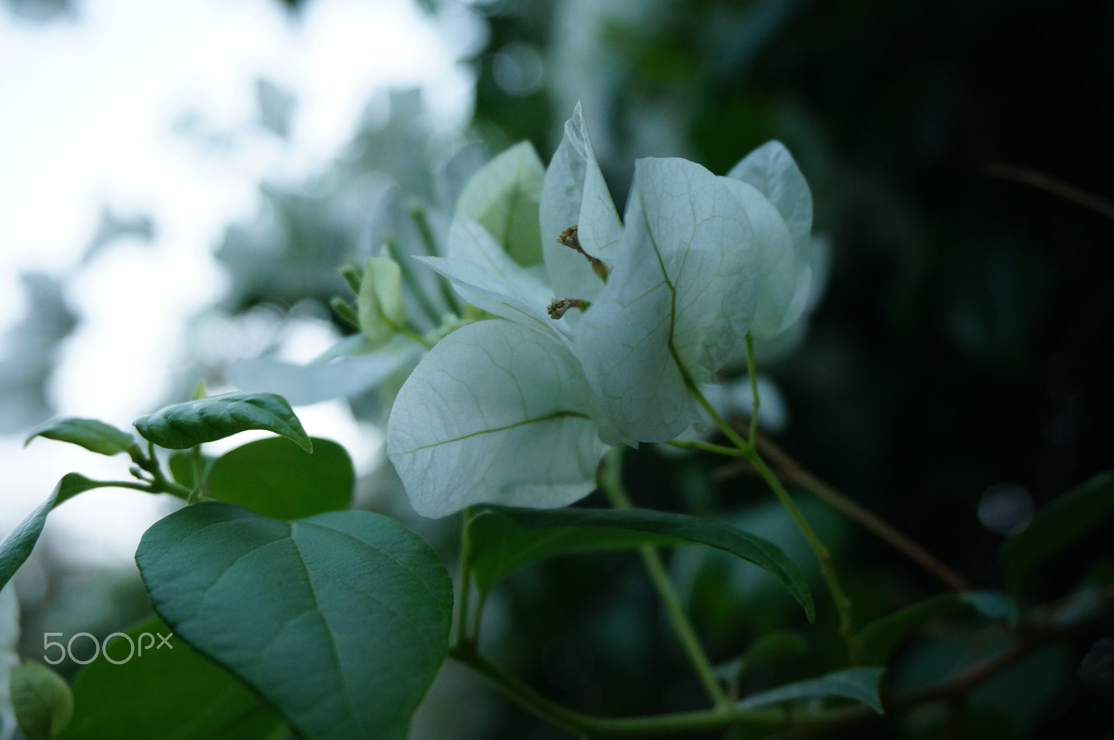 Sony Alpha NEX-5R + Sony E 18-50mm F4-5.6 sample photo. Nature.jpg photography