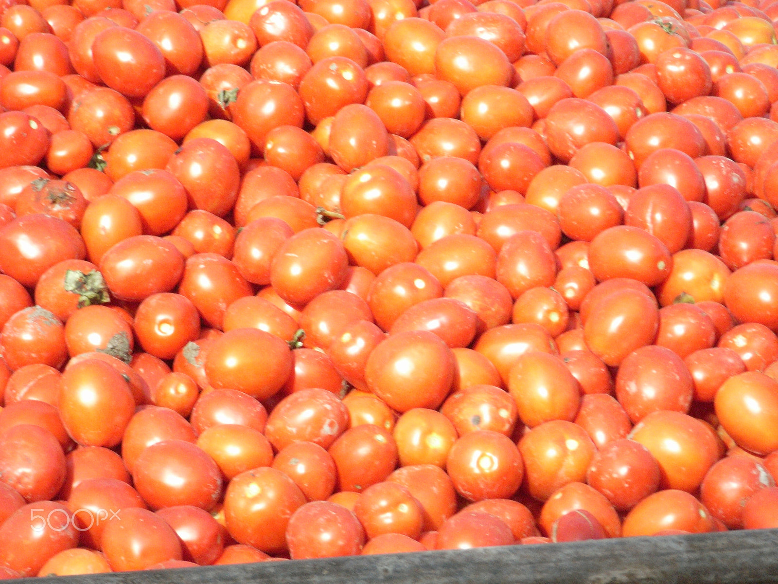 Ricoh Caplio R5 sample photo. Tons of tomatoes photography