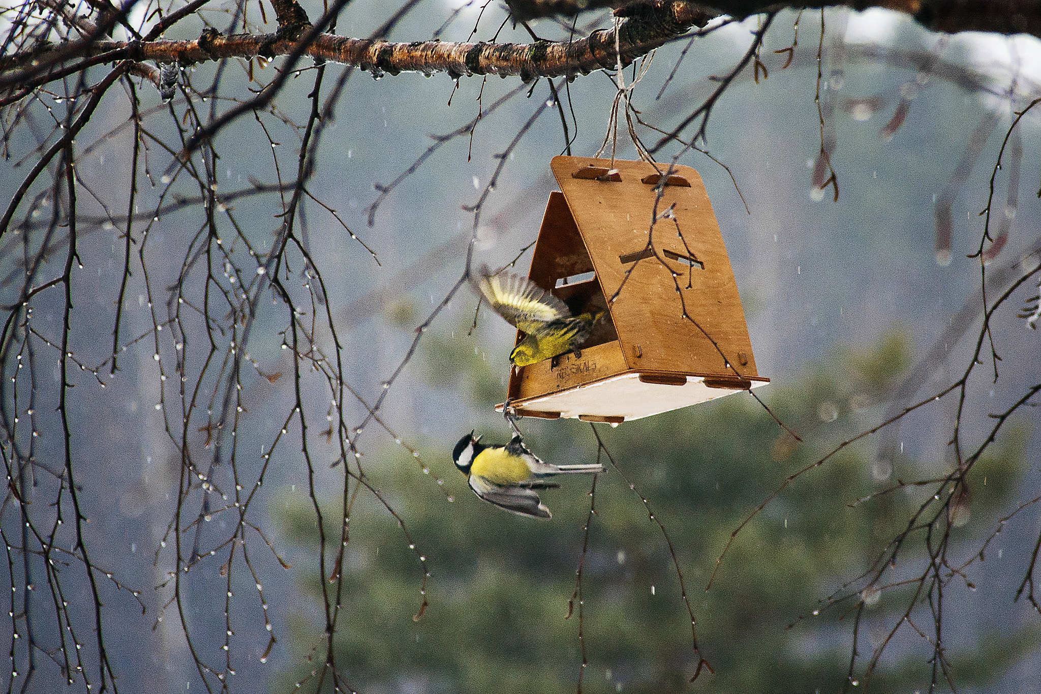Canon EF 28-200mm F3.5-5.6 USM sample photo. Birds fight photography