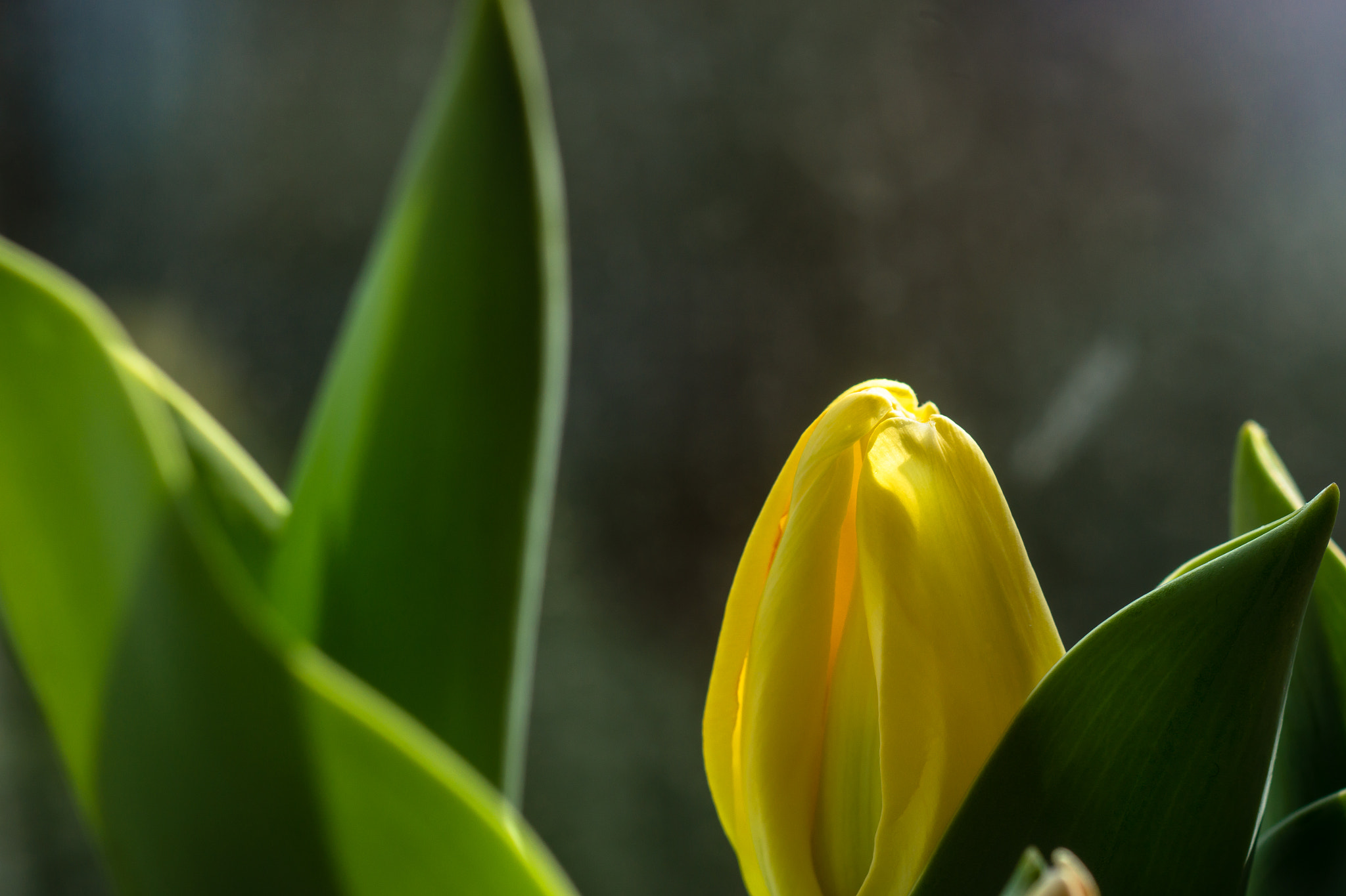 Sony SLT-A77 + Sony 100mm F2.8 Macro sample photo. Blooming tulip photography