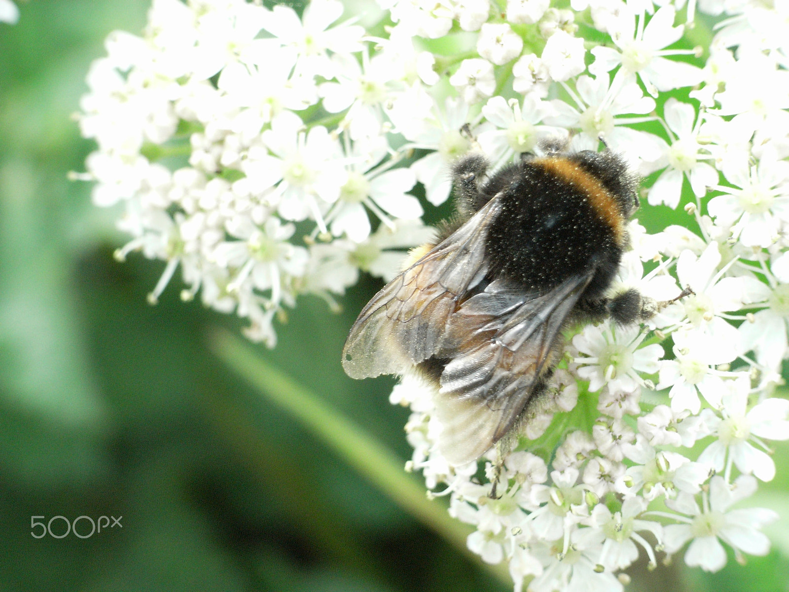 Ricoh Caplio R5 sample photo. Bumble photography