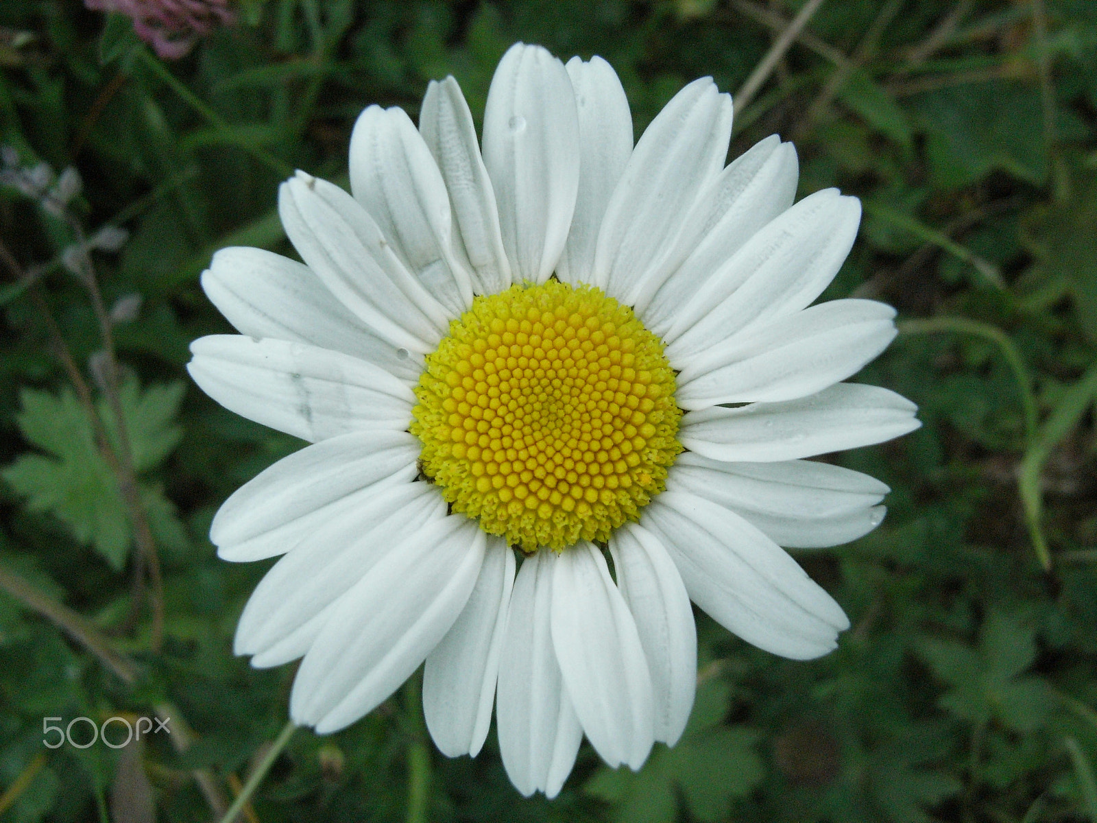 Ricoh Caplio R5 sample photo. Daisy photography
